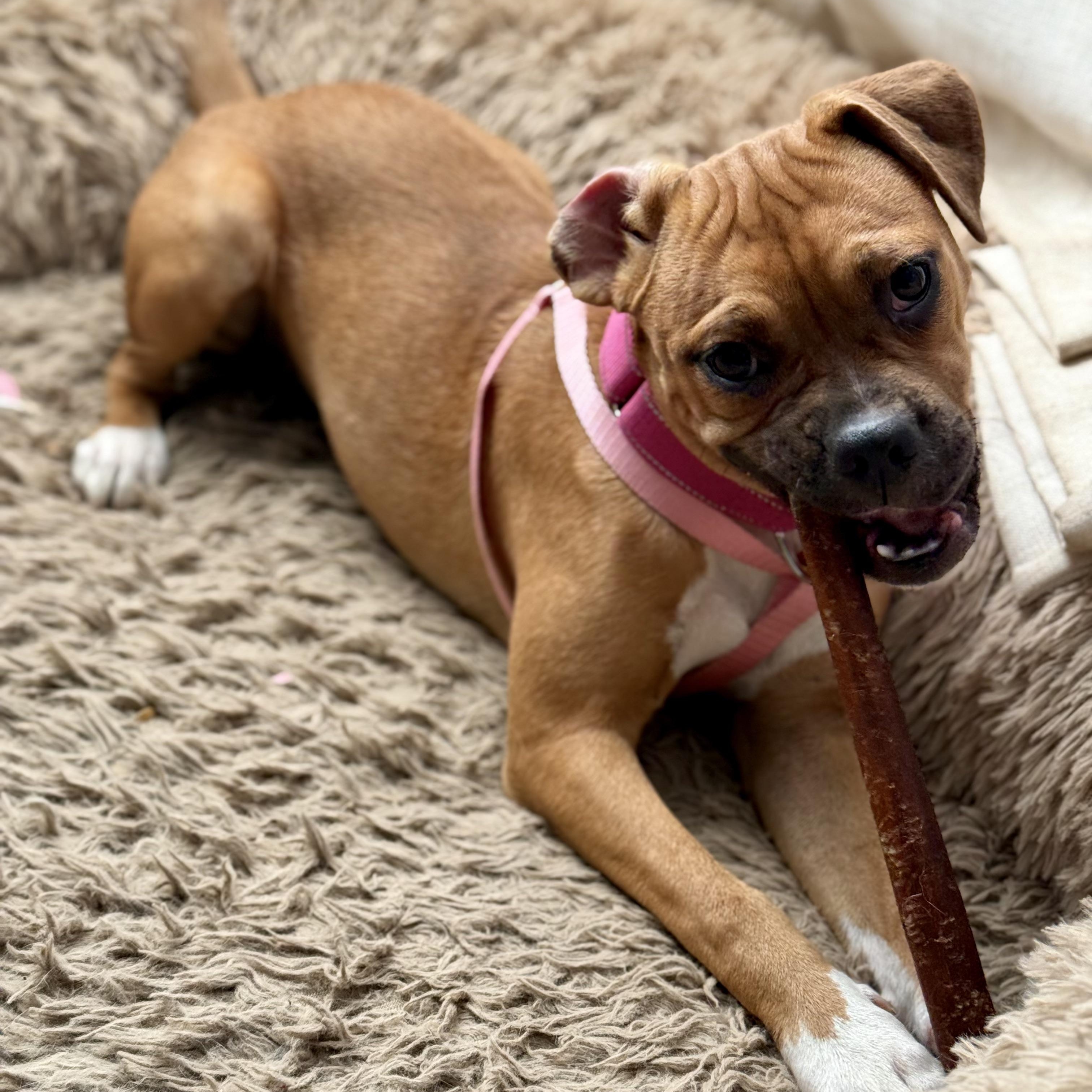 Enlarge Bonnie, a Adoptable mixed breed in Santa Monica, CA image 3/6