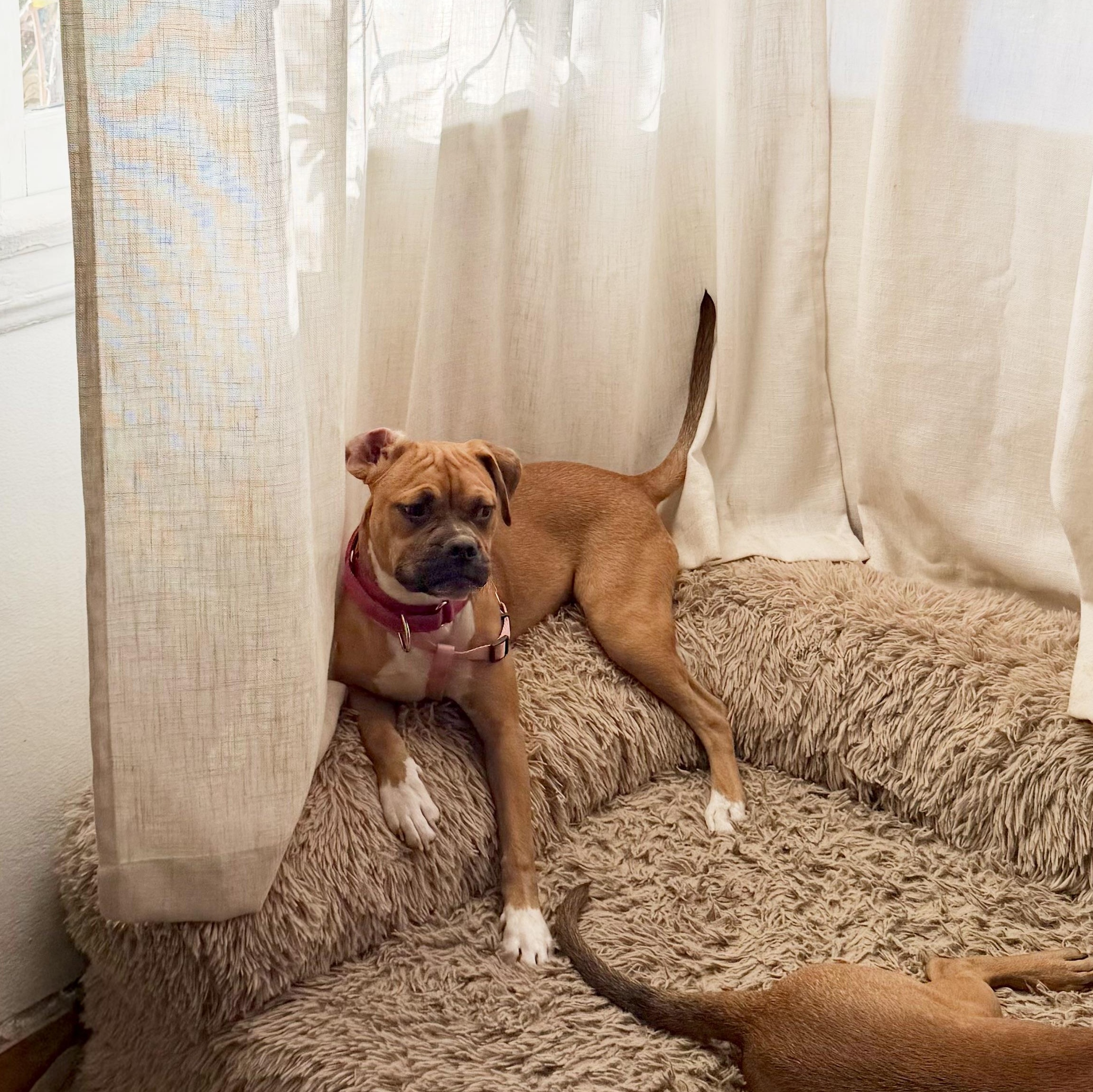 Enlarge Bonnie, a Adoptable mixed breed in Santa Monica, CA image 5/6