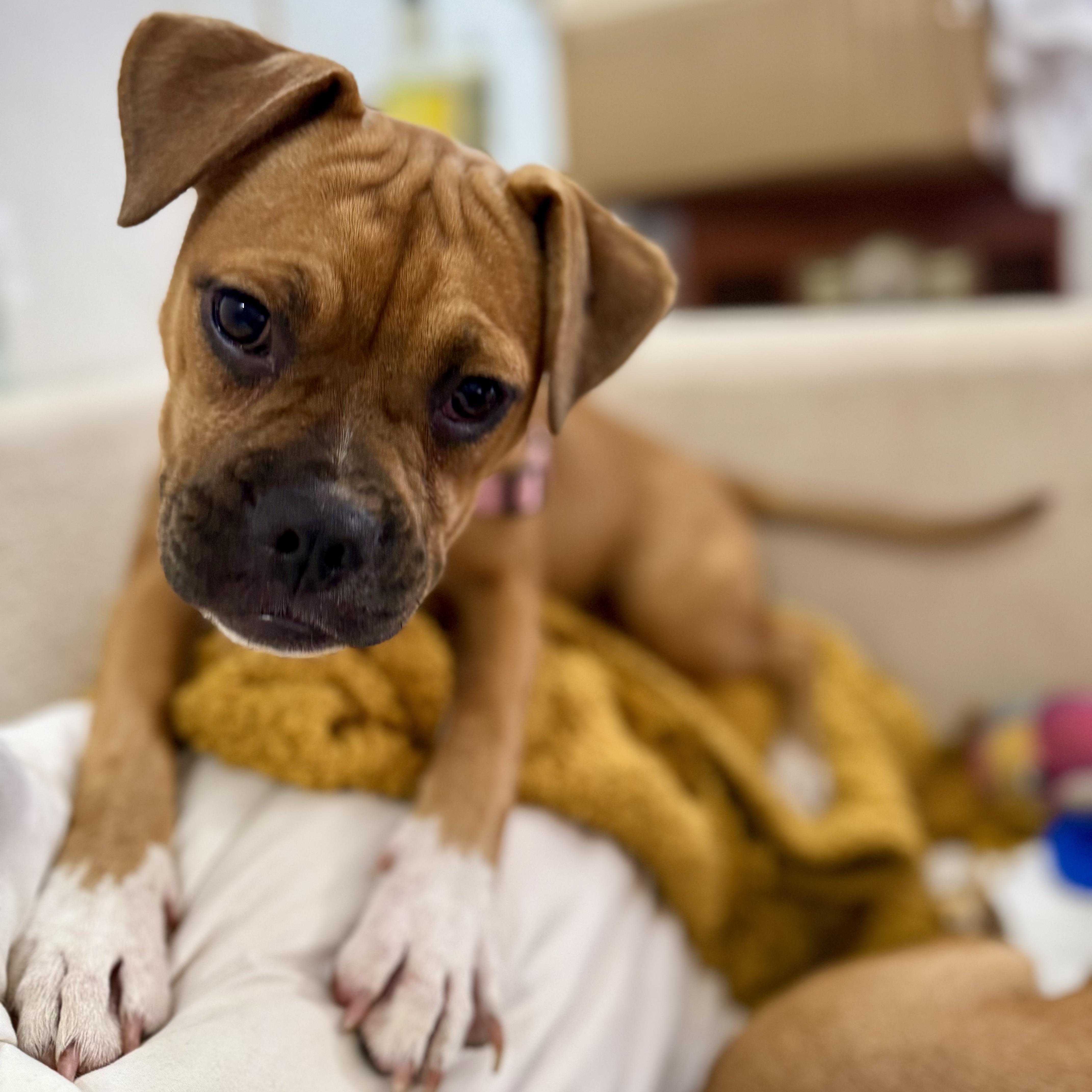 Enlarge Bonnie, a Adoptable mixed breed in Santa Monica, CA image 1/6