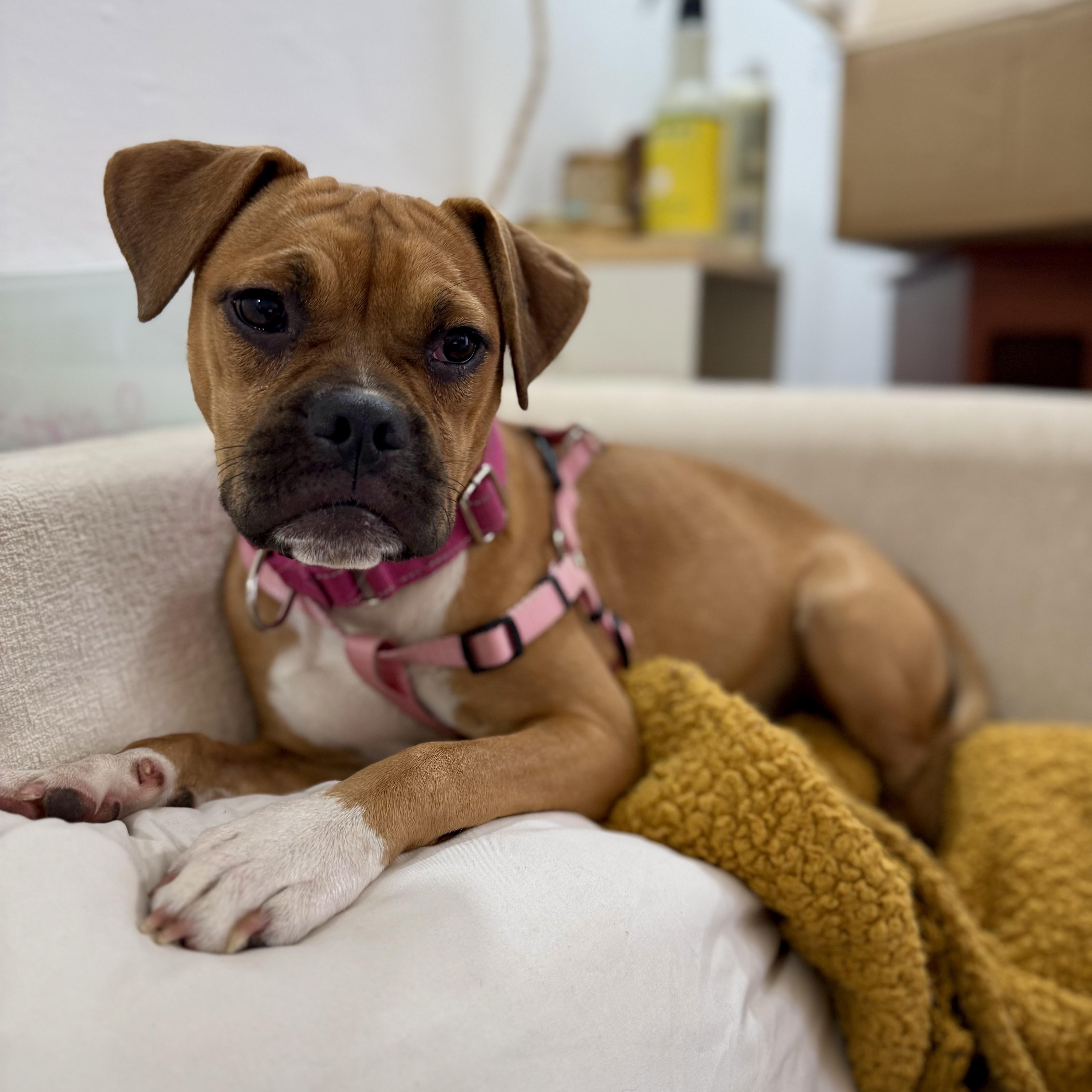 Enlarge Bonnie, a Adoptable mixed breed in Santa Monica, CA image 4/6