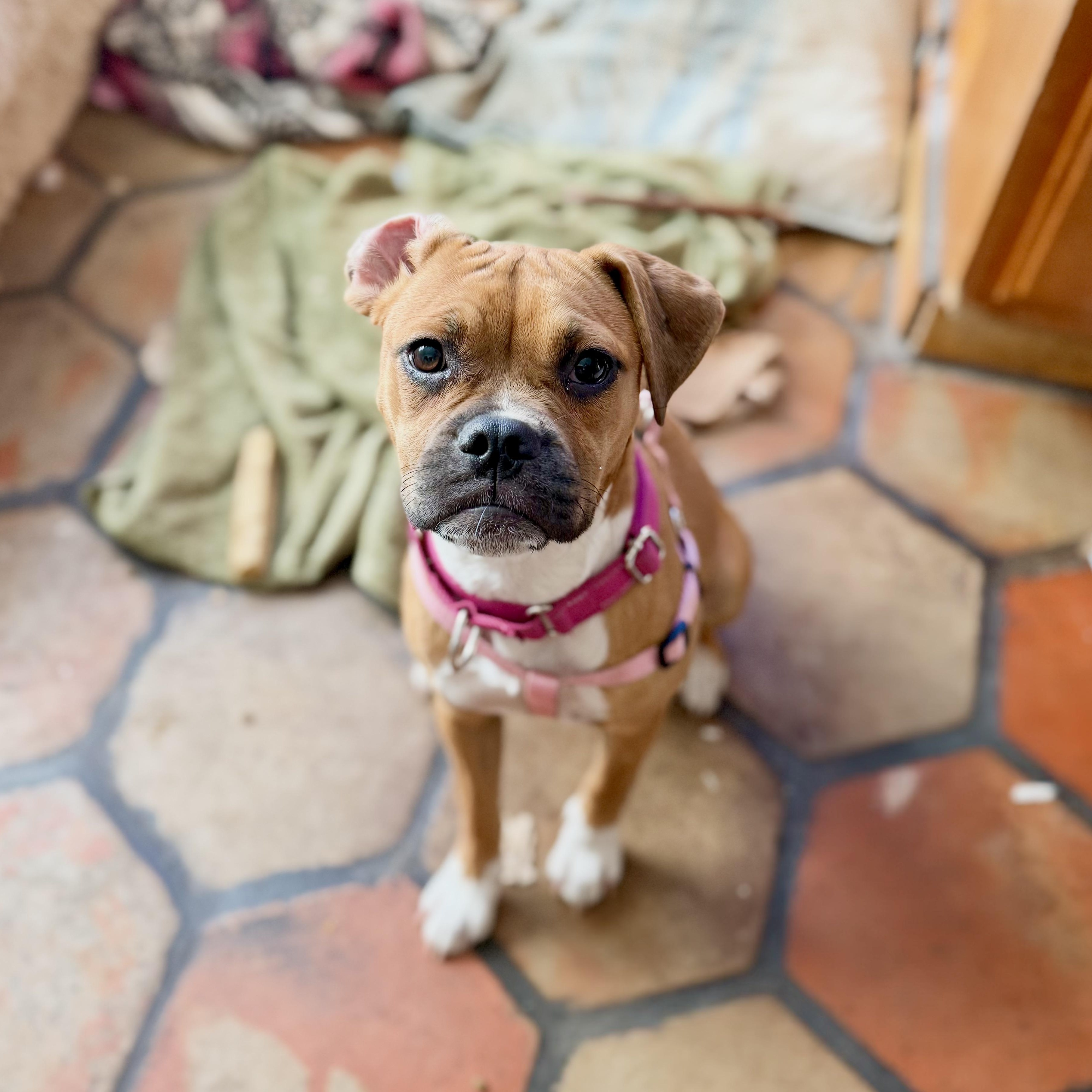 Enlarge Bonnie, a Adoptable mixed breed in Santa Monica, CA image 2/6