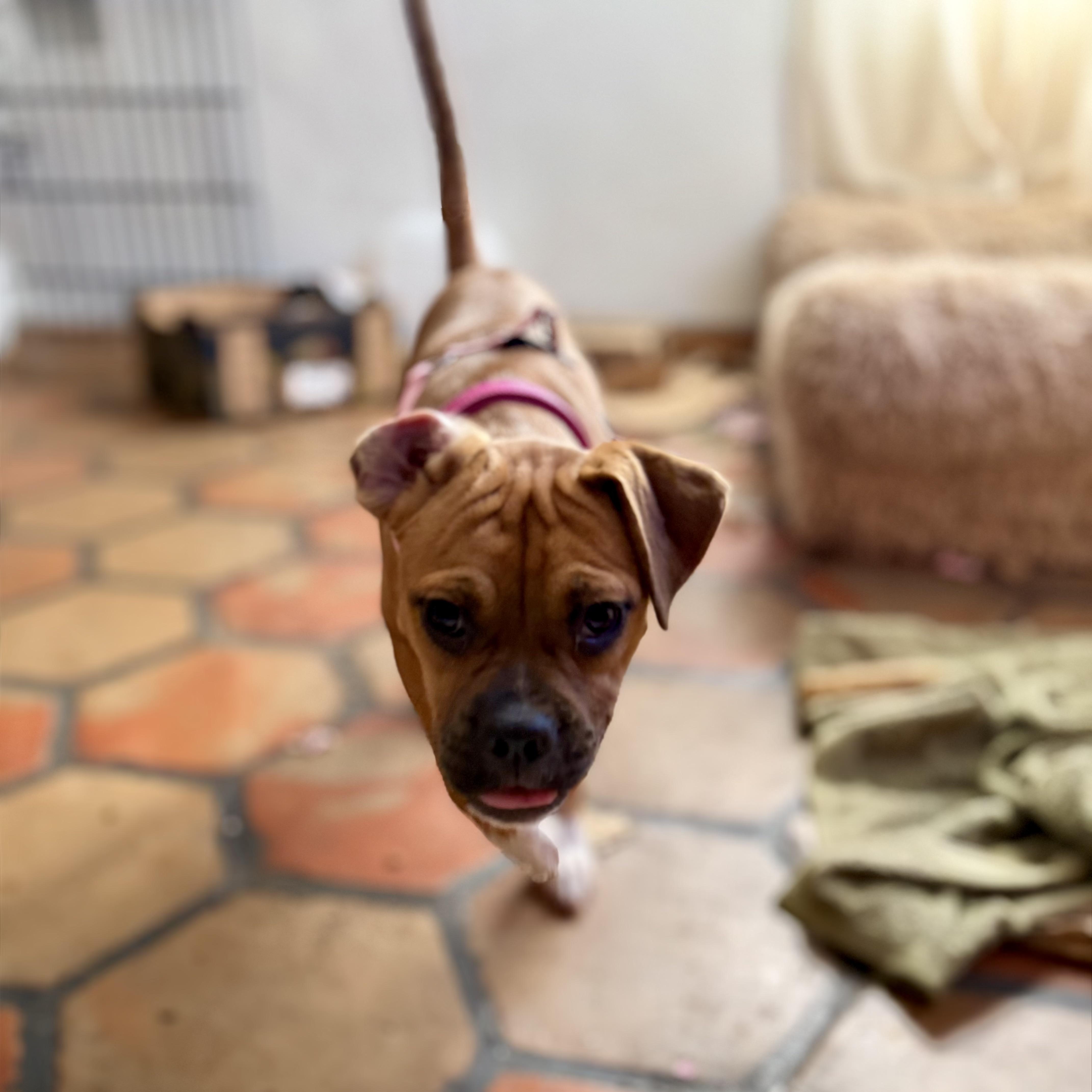Enlarge Bonnie, a Adoptable mixed breed in Santa Monica, CA image 6/6