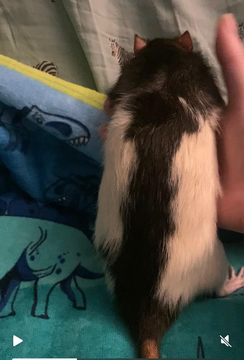 Reeves, ADOPTABLE, Adult Male Rat.