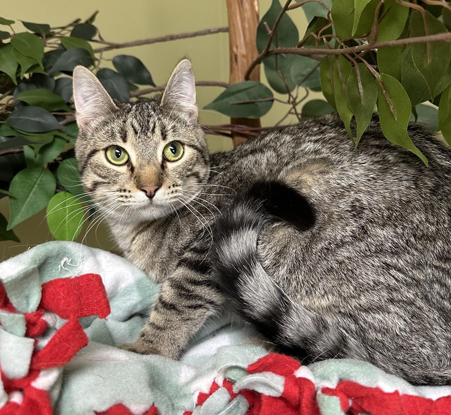 Felix, a Adoptable Domestic Short Hair in Hastings, NE image 2/4