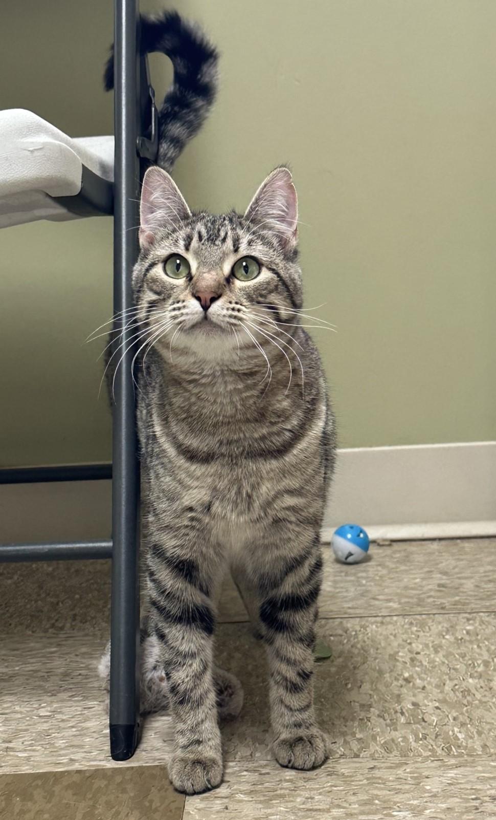 Felix, a Adoptable Domestic Short Hair in Hastings, NE image 3/4