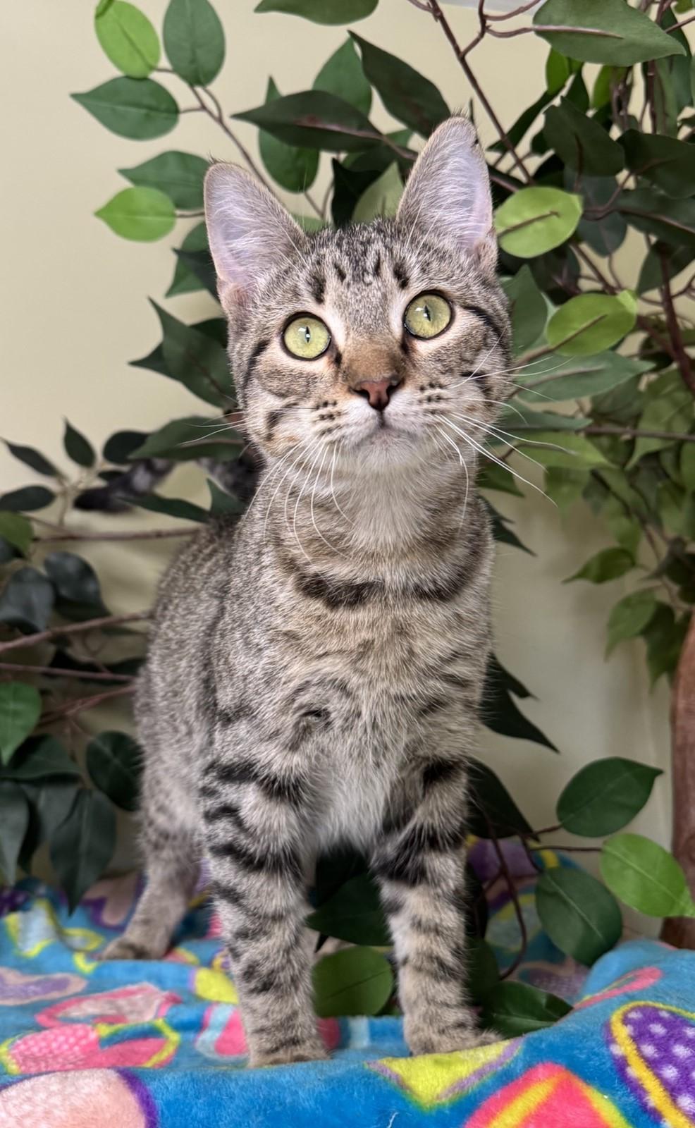 Felix, Adoptable, Young Male Domestic Short Hair.