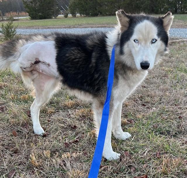 Meeka (Sweetest Family Dog), ADOPTABLE, Young Female Husky.