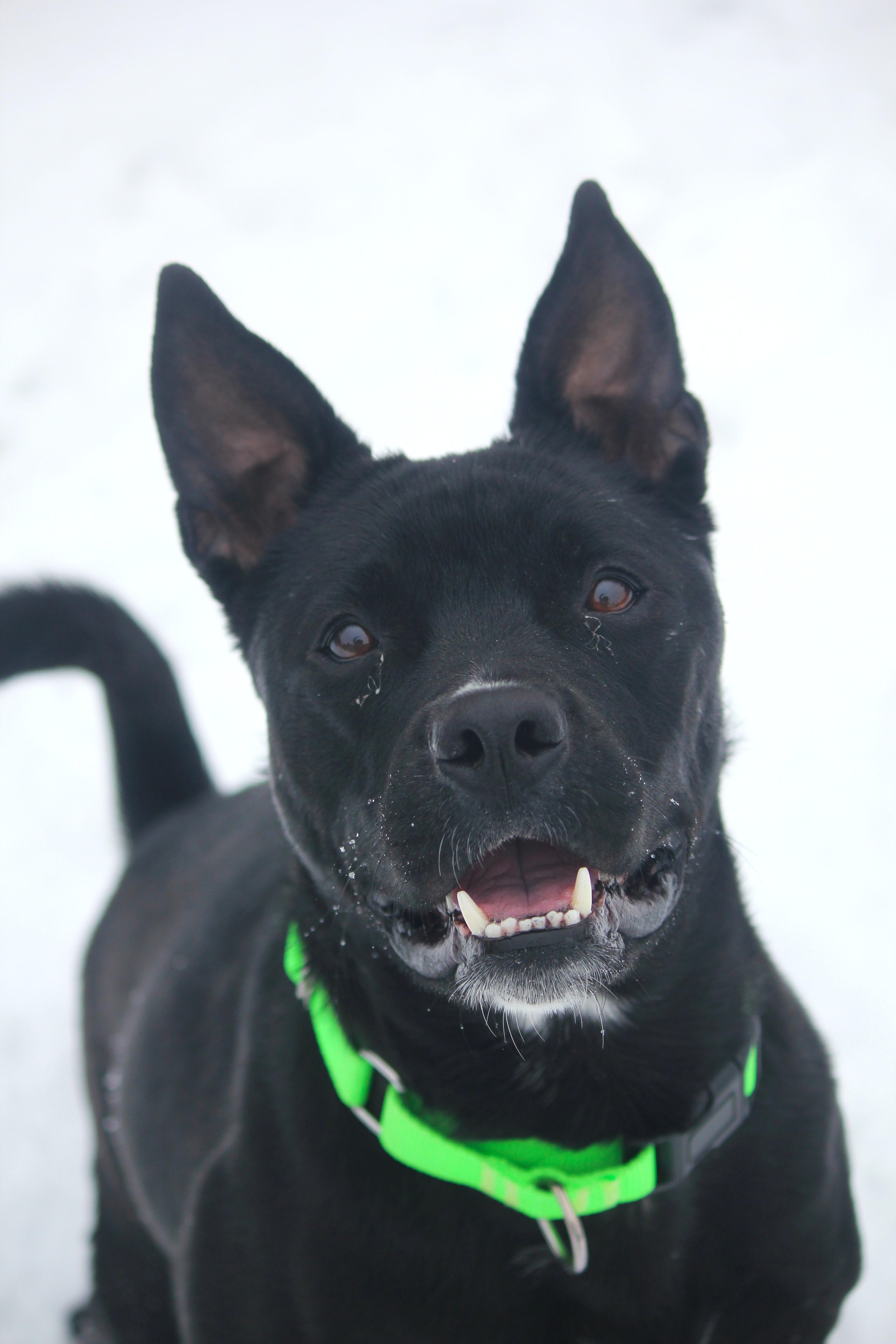 Enlarge Bailey, an adopted mixed breed in Hayward, WI image 1/3