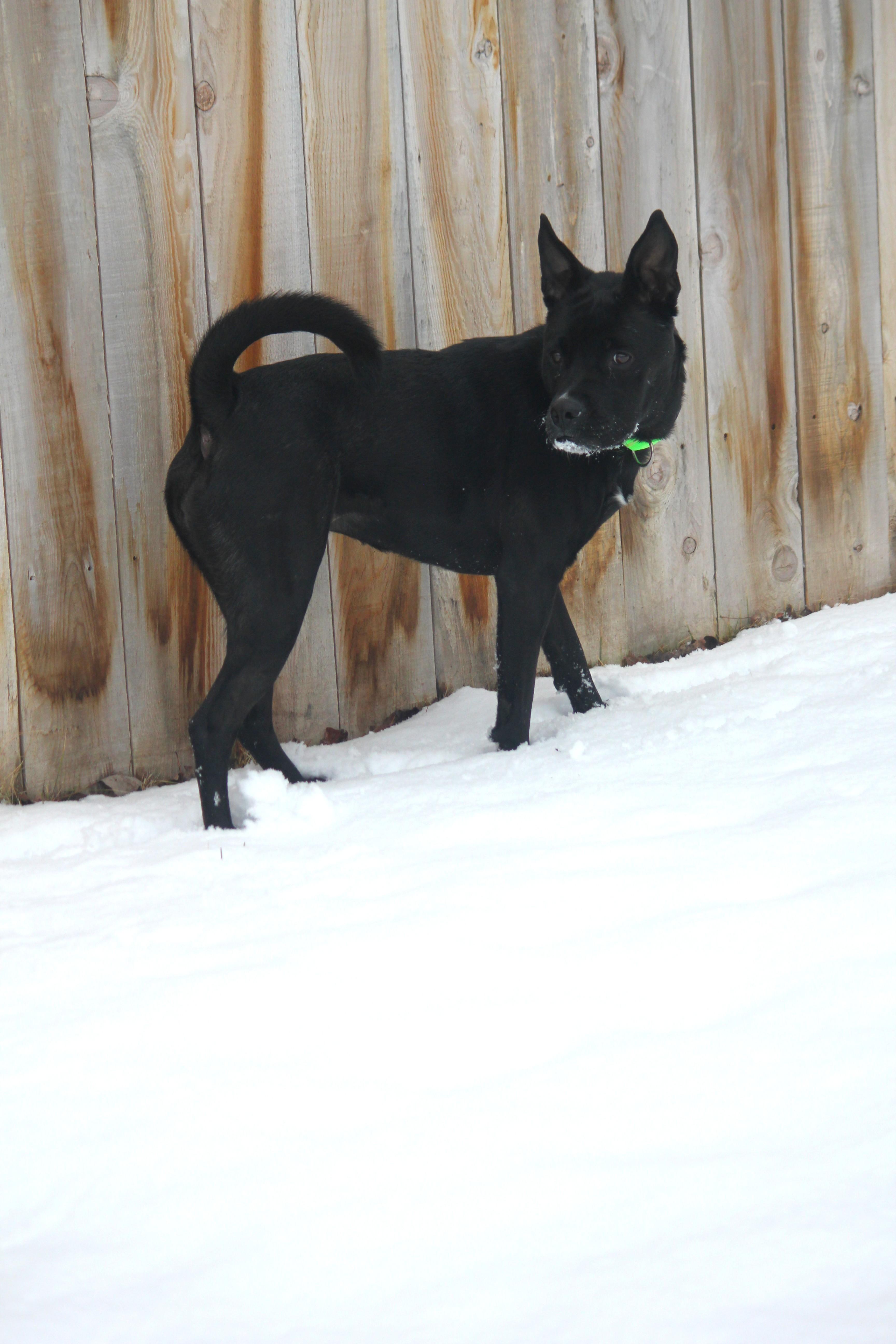 Enlarge Bailey, an adopted mixed breed in Hayward, WI image 3/3