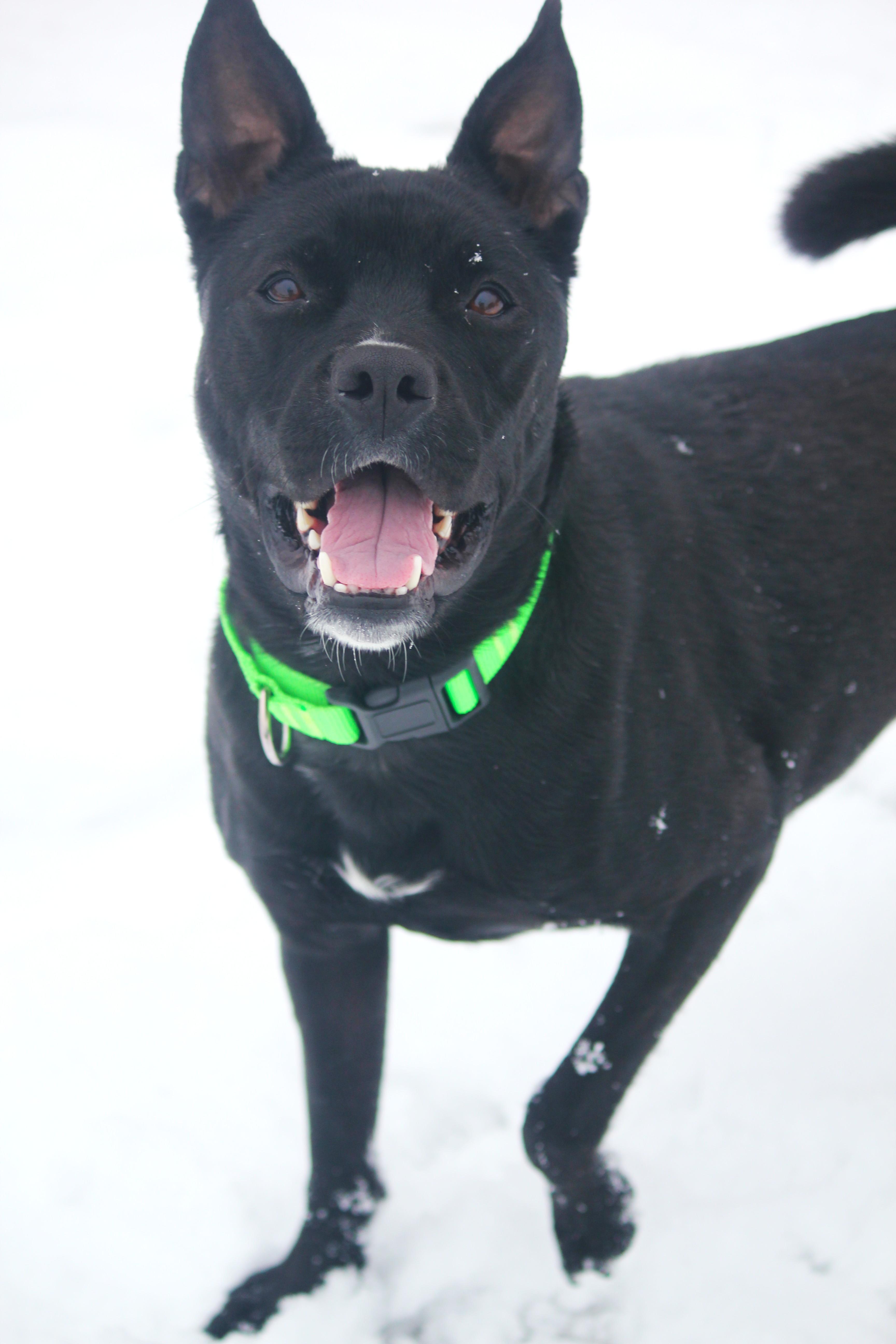Enlarge Bailey, an adopted mixed breed in Hayward, WI image 2/3