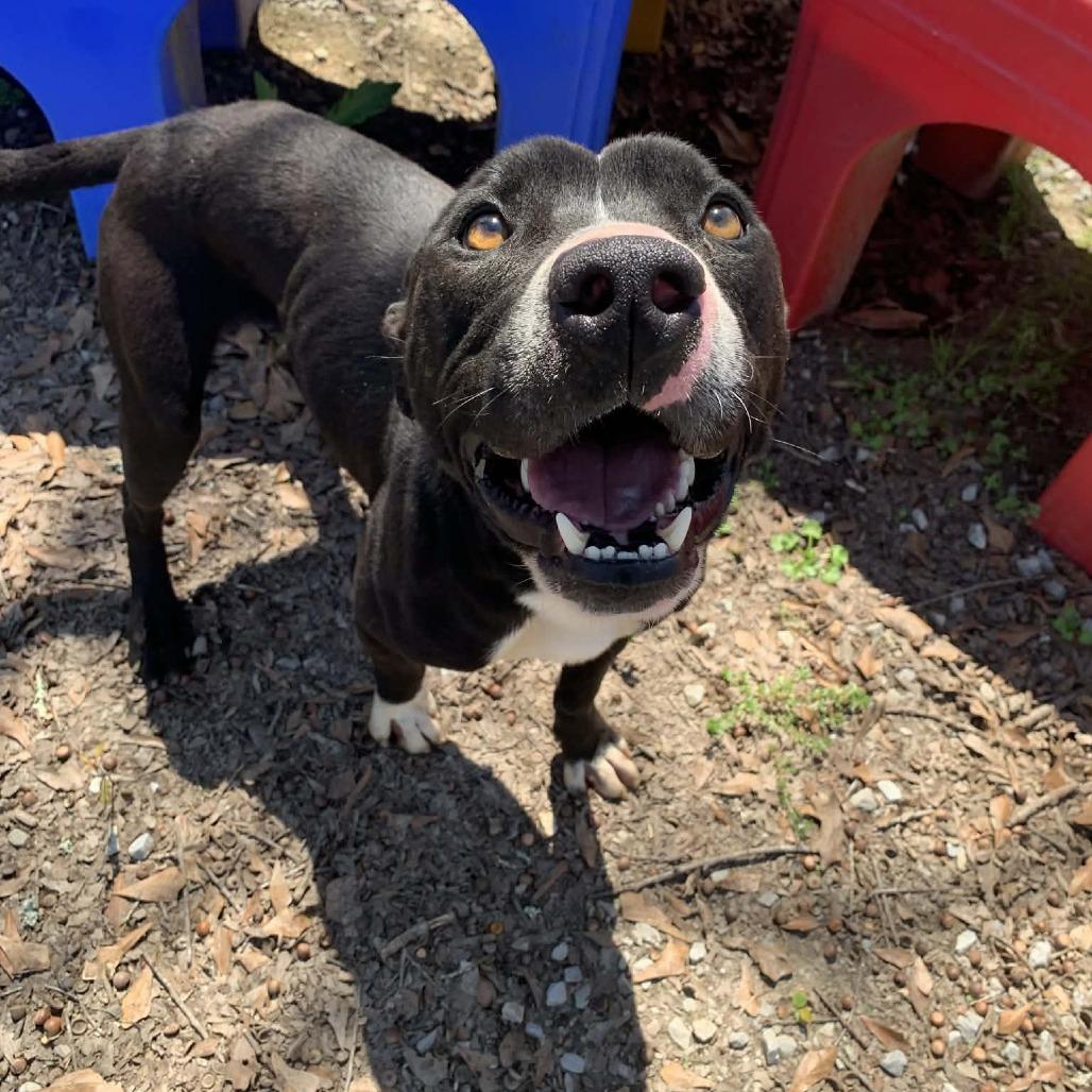 Enlarge Dante, a Adoptable mixed breed in Laurel, MS image 1/3