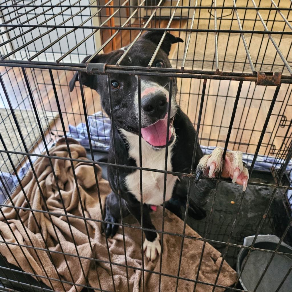 Dante, Adoptable, Adult Male Pit Bull Terrier.