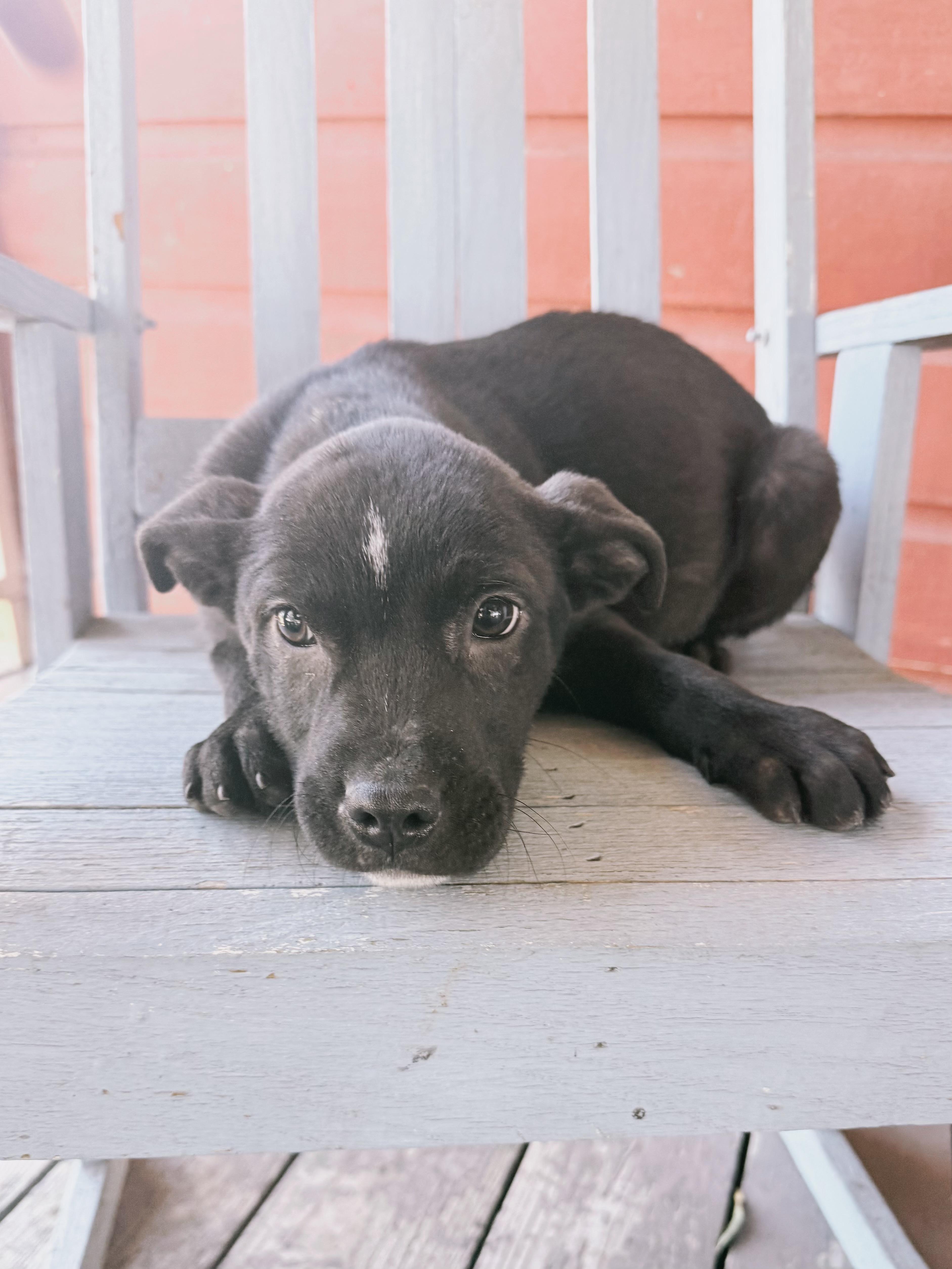 Enlarge Zion, a Adoptable mixed breed in Varnville, SC image 1/1