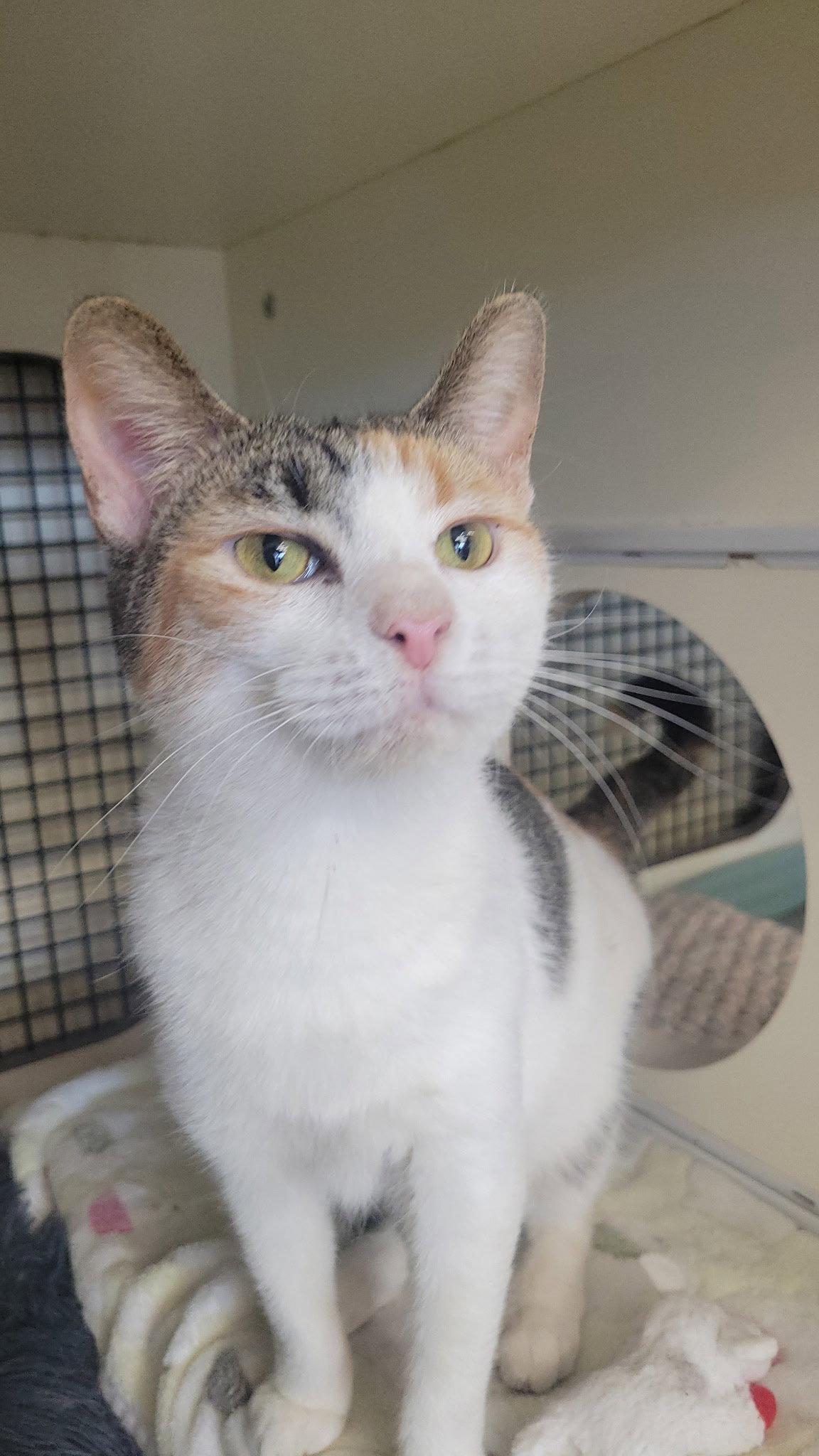 Cora Lee, Adopted, Adult Female Domestic Short Hair & Calico.