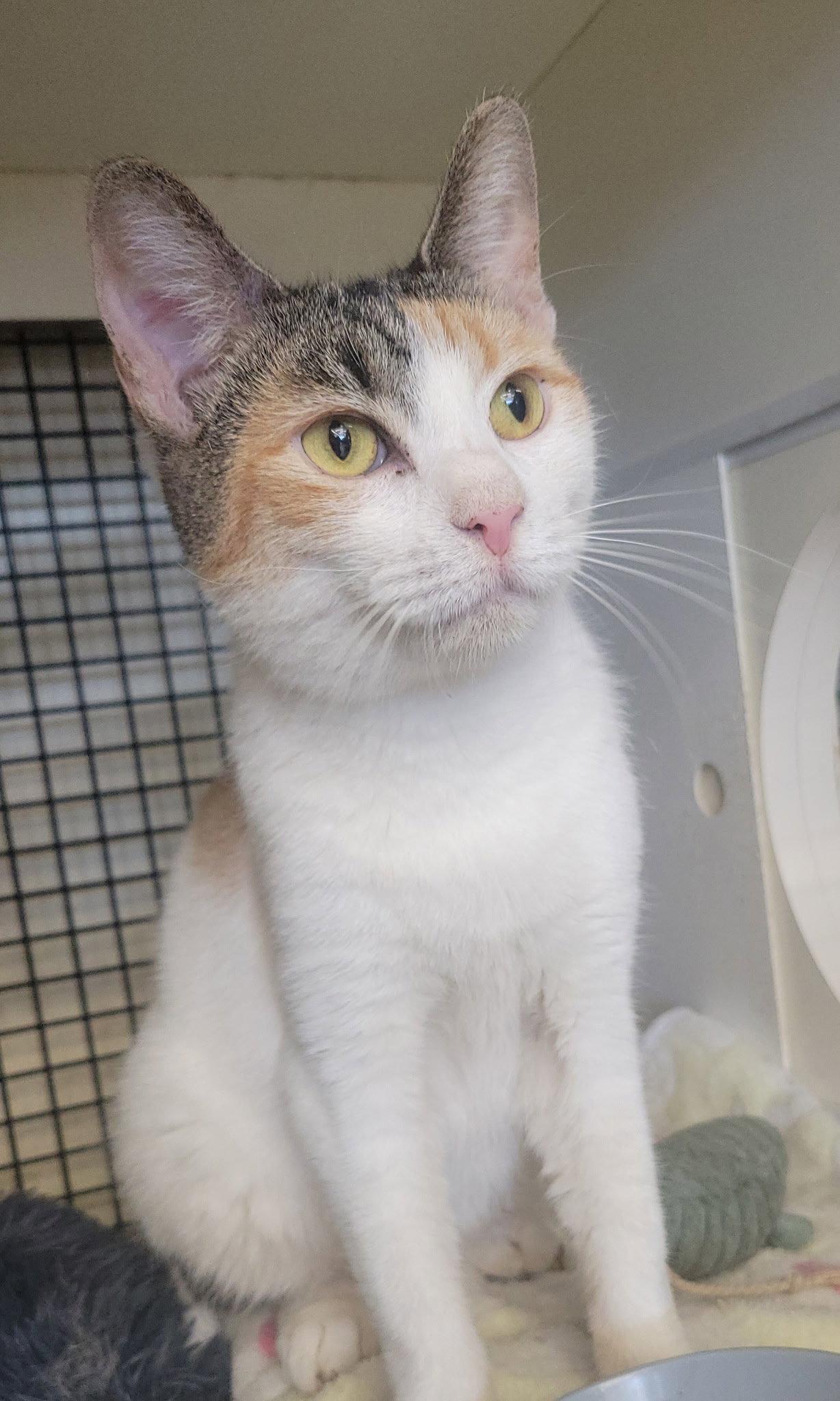 Cora Lee, a Adopted mixed breed in Dublin, OH image 2/3