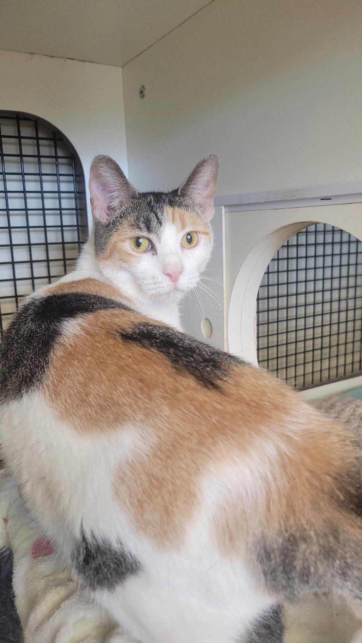 Cora Lee, a Adopted mixed breed in Dublin, OH image 3/3
