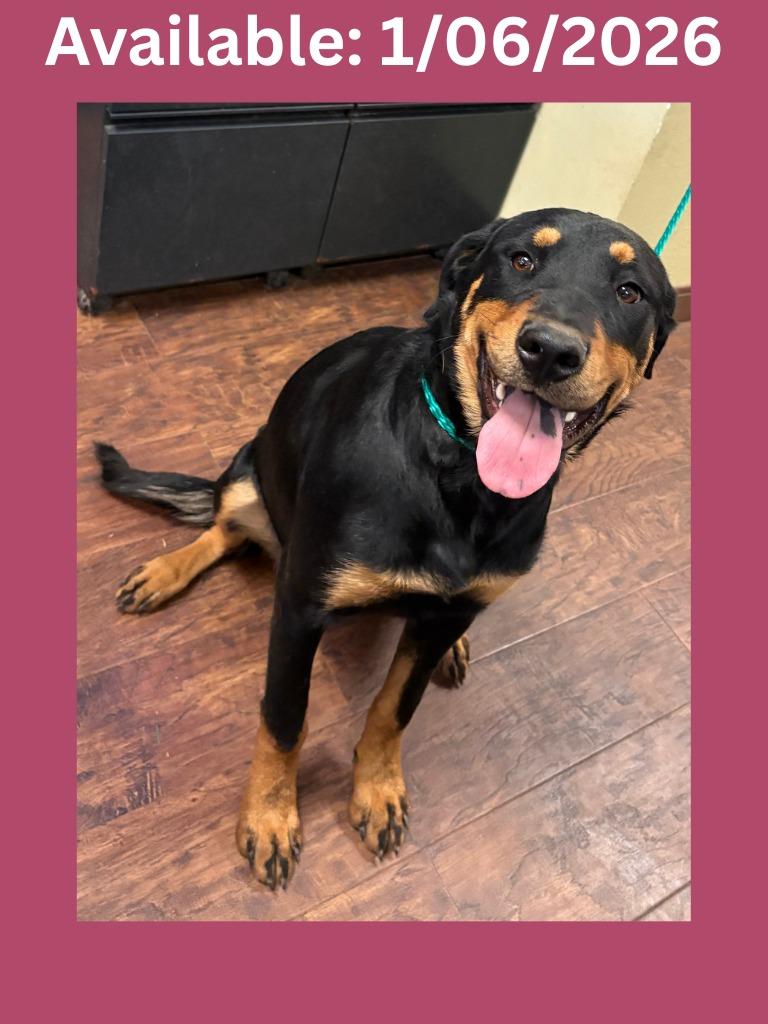 Dog Kennel #1 Heidi, Adoptable, Young Female Rottweiler & Mixed Breed.