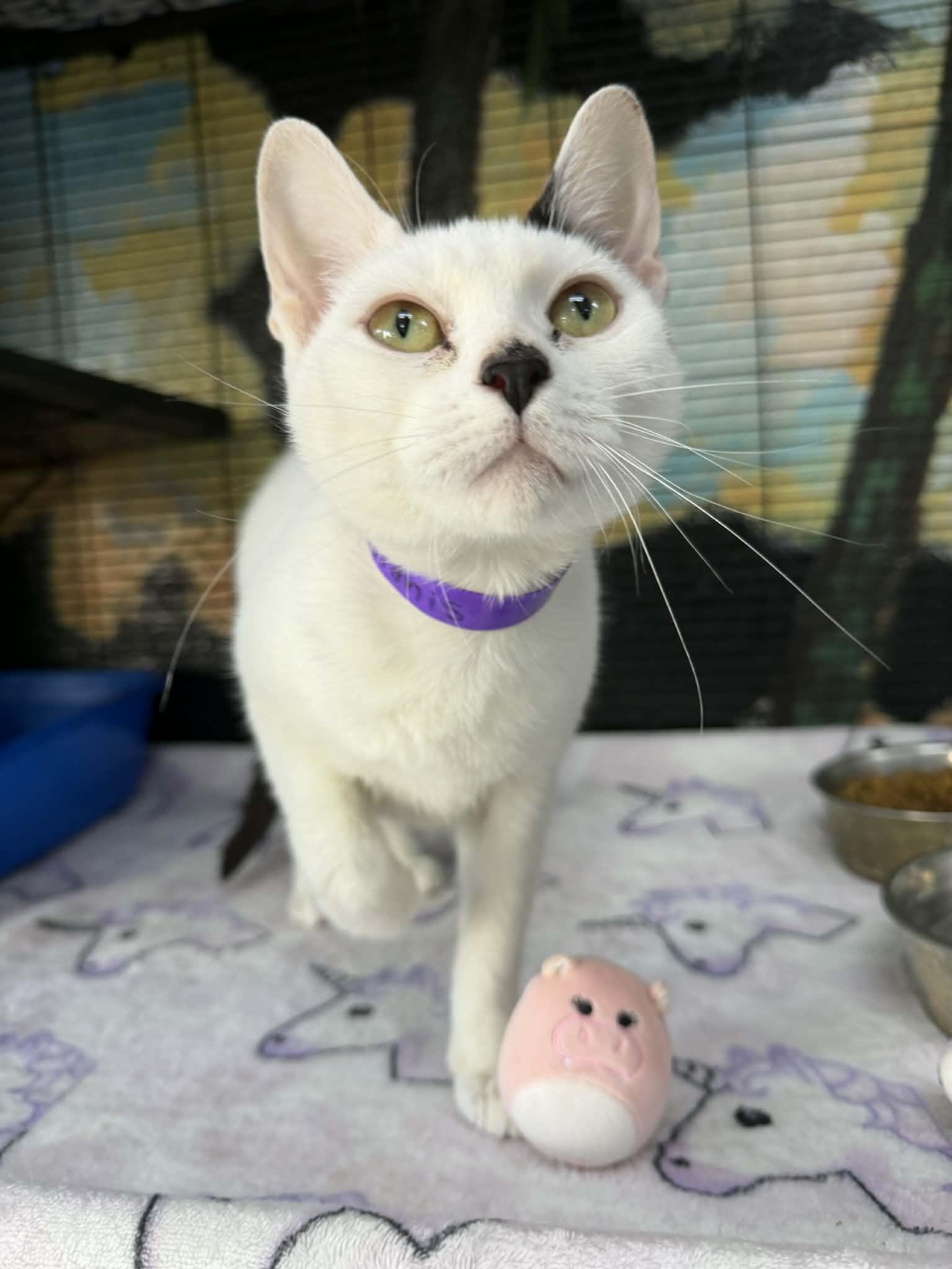 Alanis, a ADOPTABLE Turkish Van in Tavares, FL image 2/2