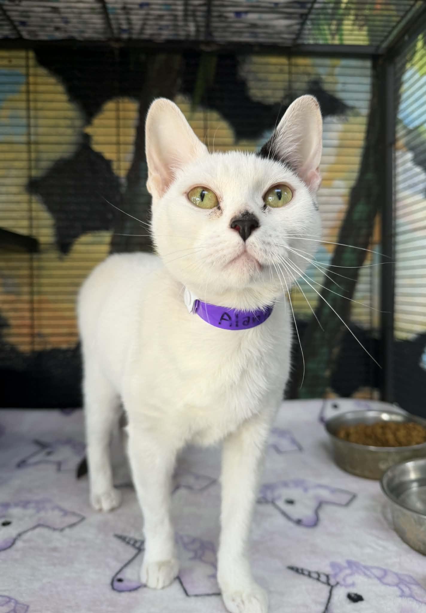 Alanis, ADOPTABLE, Young Female Turkish Van.