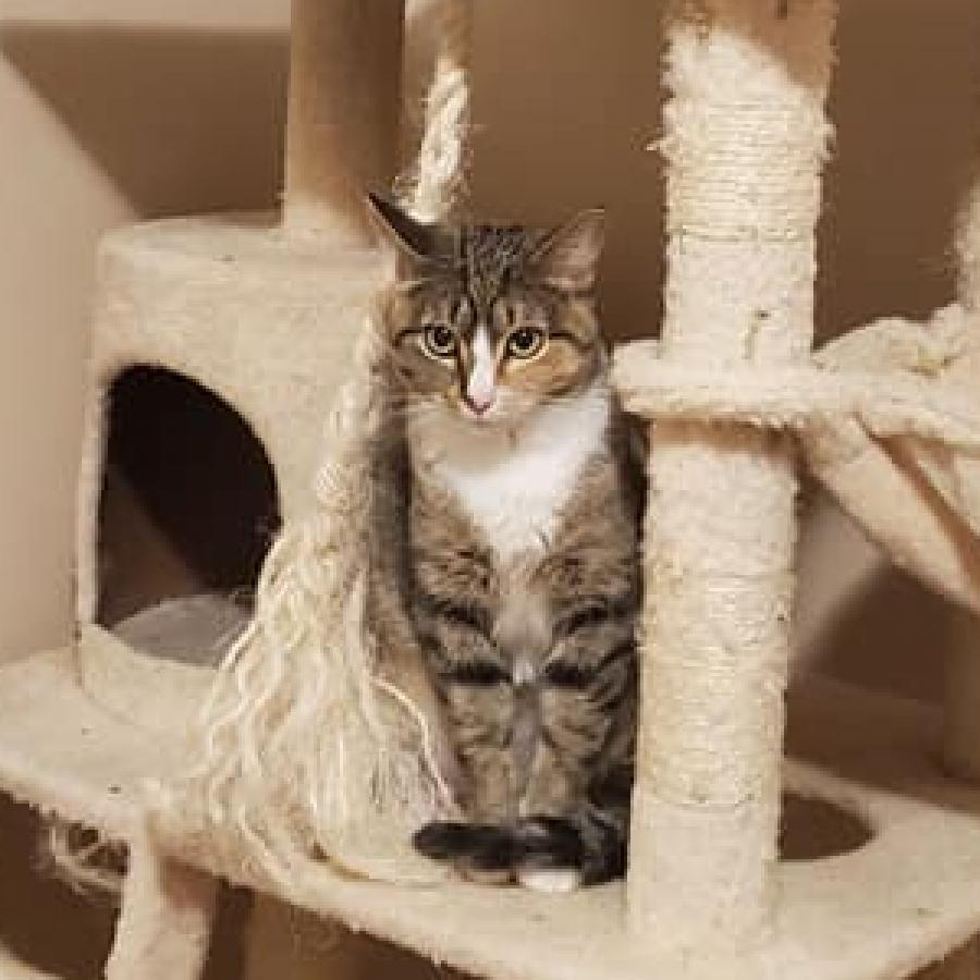 Pepper — thumbnail 2