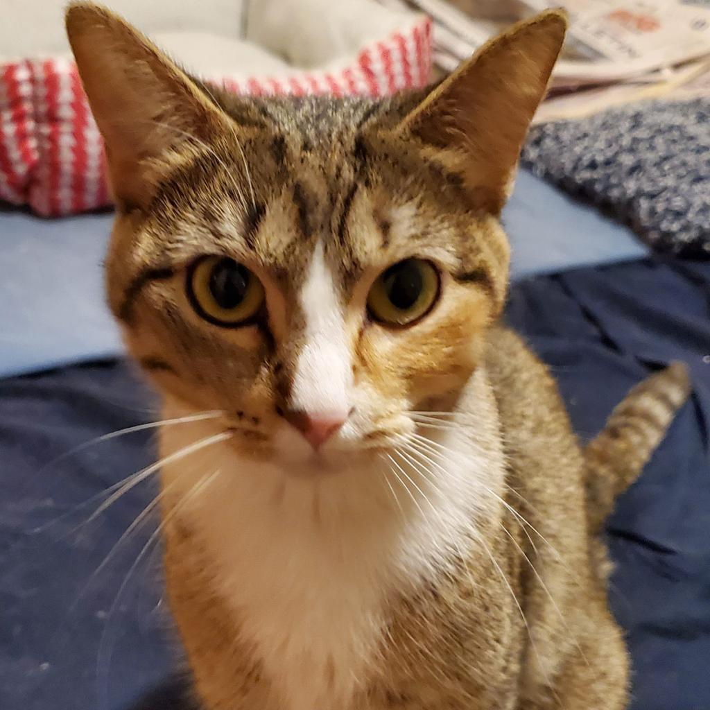 Pepper — thumbnail 3