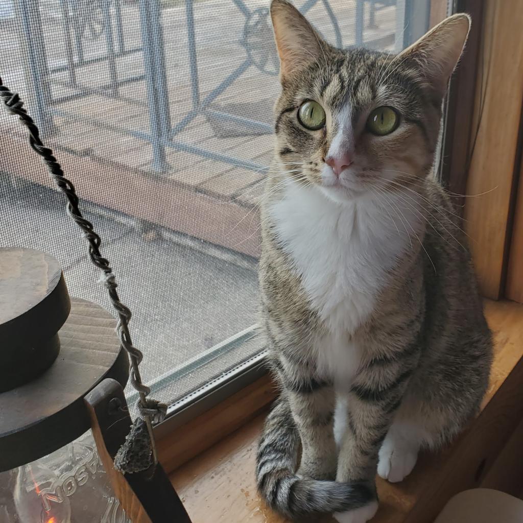 Pepper — thumbnail 4