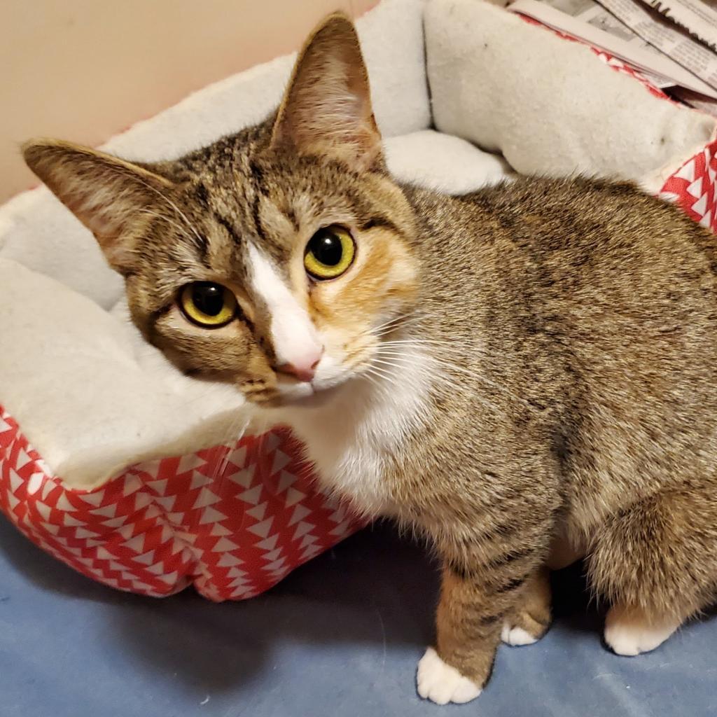 Pepper — thumbnail 5