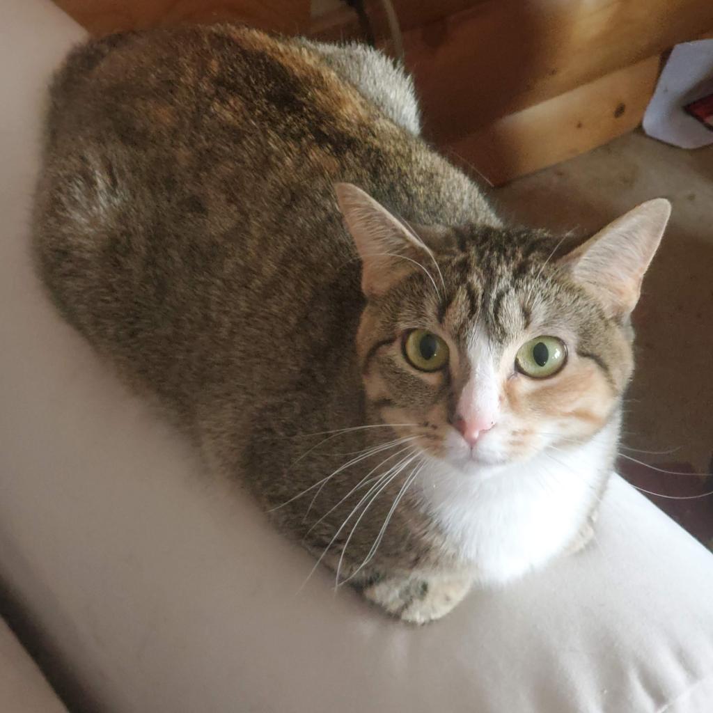 Pepper — thumbnail 6