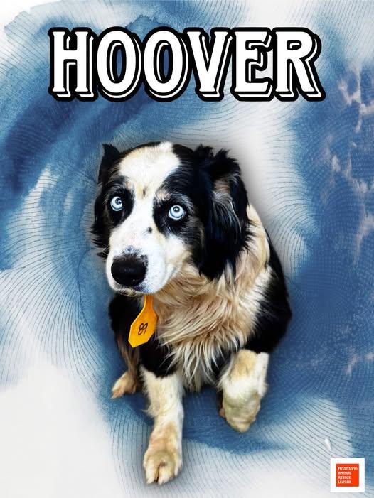 Enlarge Hoover, a ADOPTABLE Australian Shepherd in Jackson, MS image 1/1