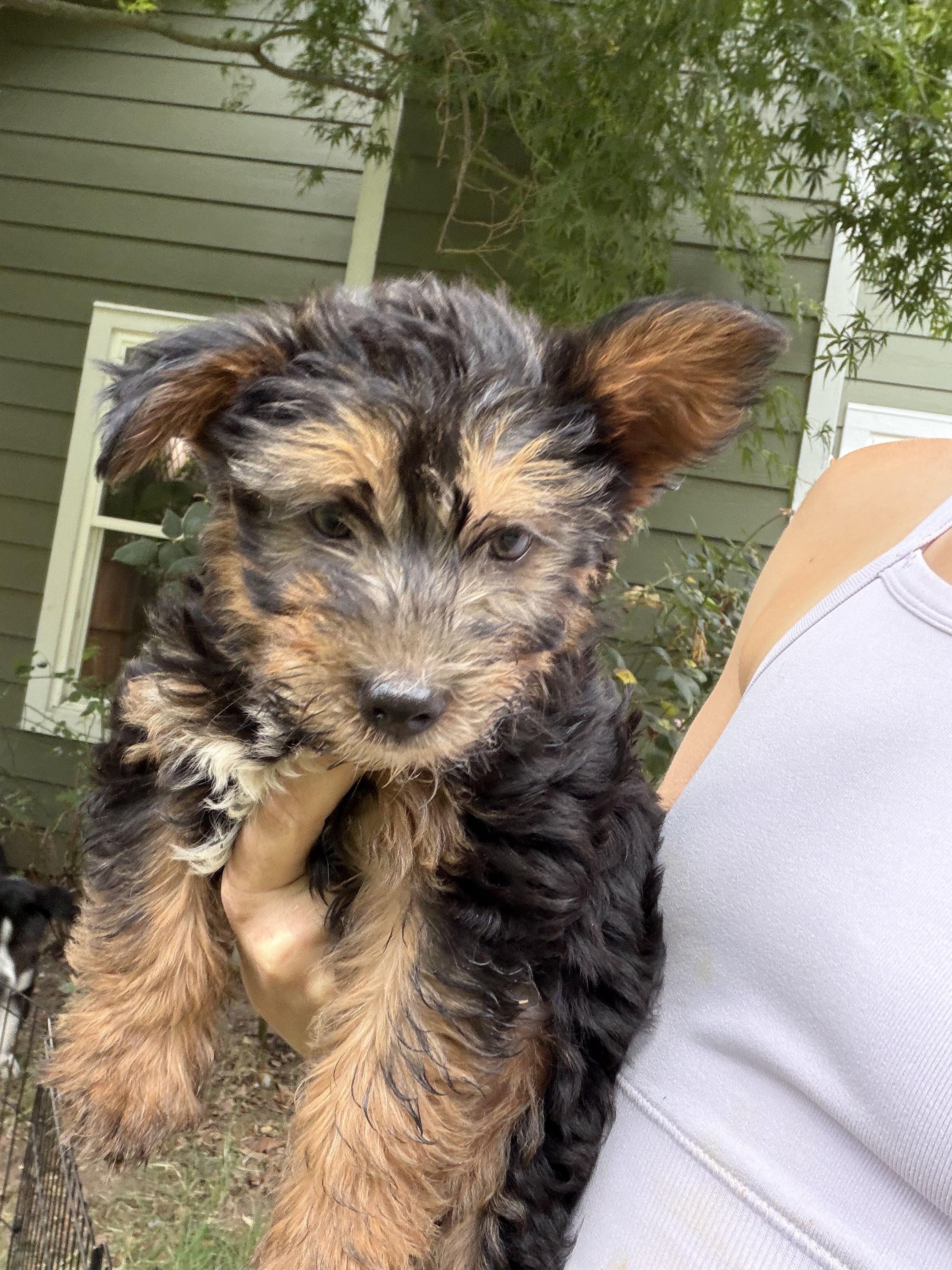Barnaby, ADOPTABLE, Puppy Male Yorkshire Terrier.