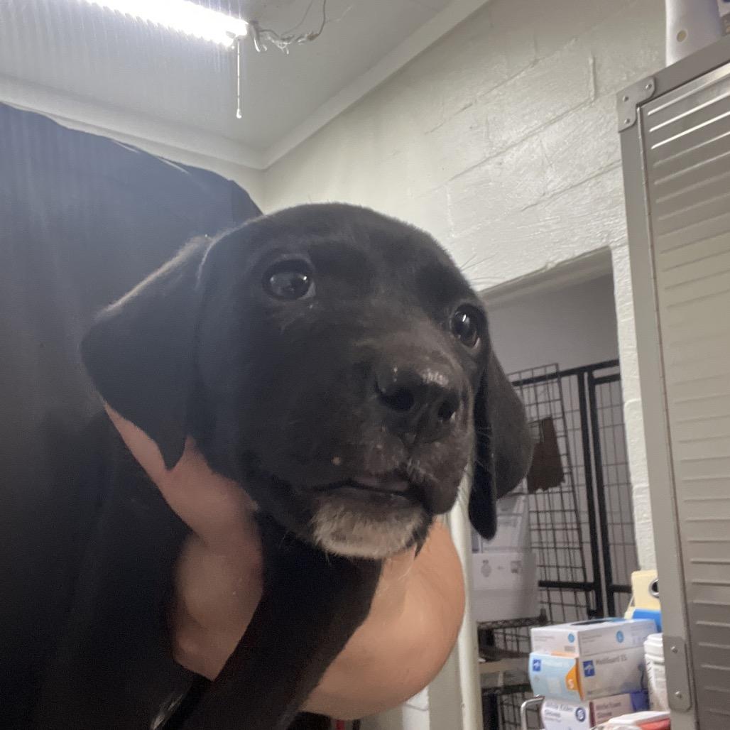 Nala, Adoptable, Puppy Female Labrador Retriever & Mixed Breed.