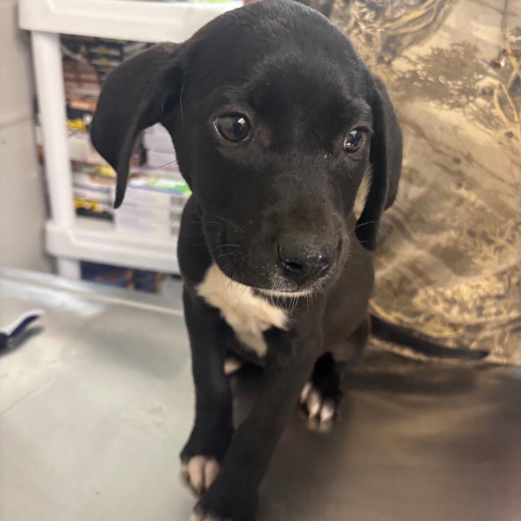 Enlarge Nala, a Adoptable mixed breed in Clanton, AL image 2/2