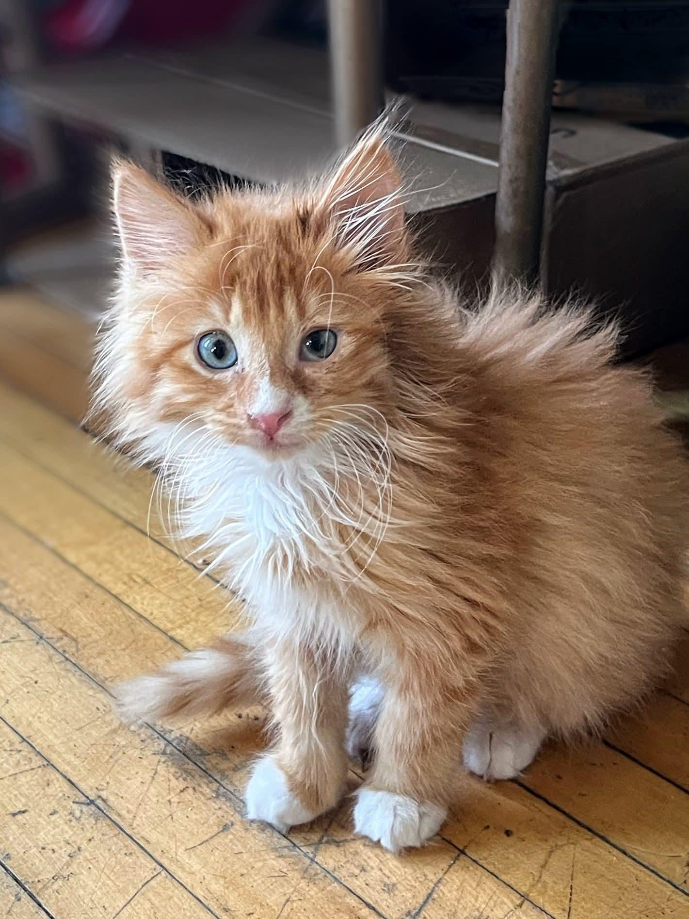 Ginger Fluff, an adoptable Domestic Long Hair in Sawyer, ND, 58781 | Photo Image 3