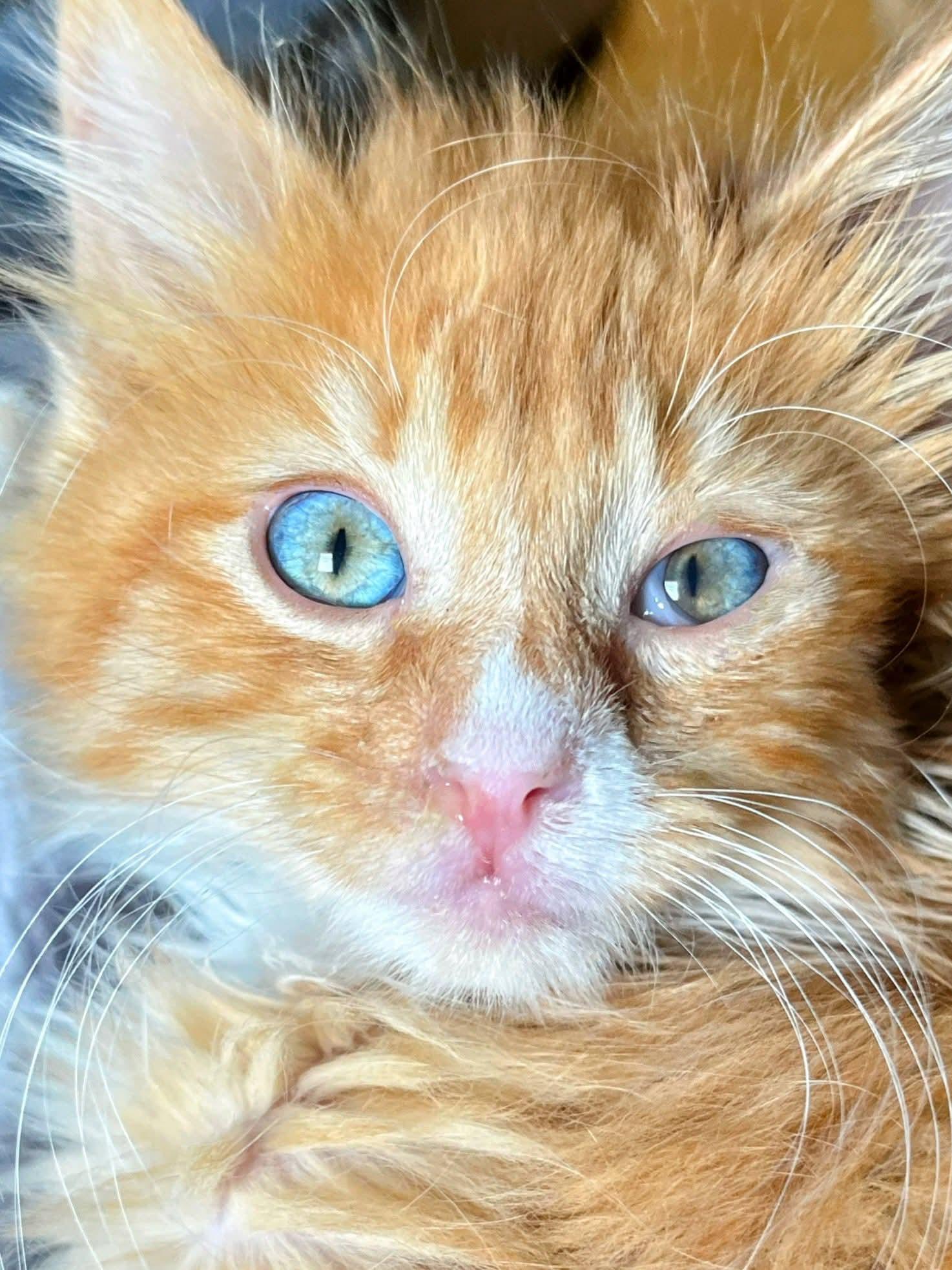 Ginger Fluff, an adoptable Domestic Long Hair in Sawyer, ND, 58781 | Photo Image 6