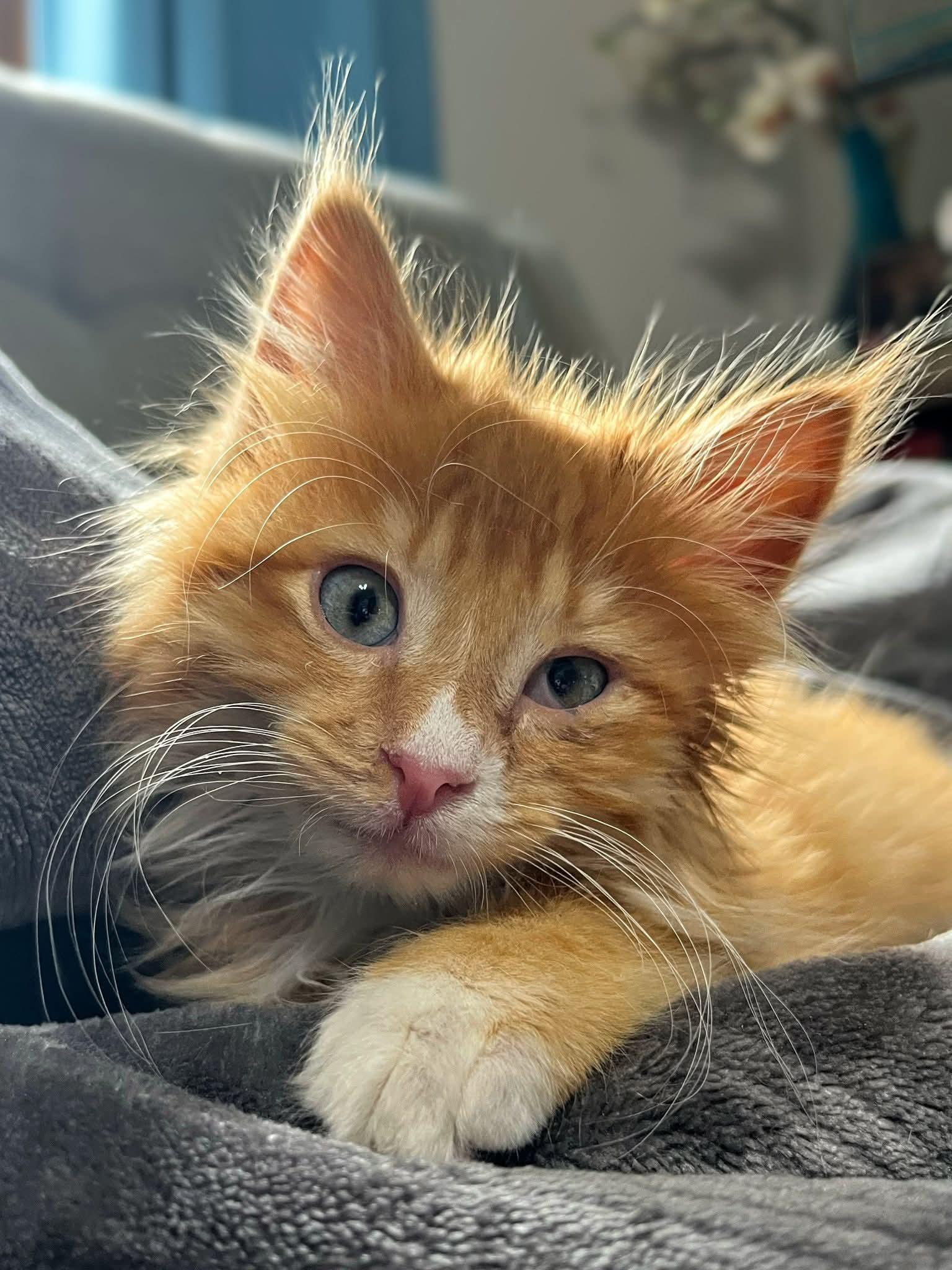 Ginger Fluff, a Adopted Domestic Long Hair in Sawyer, ND image 4/6