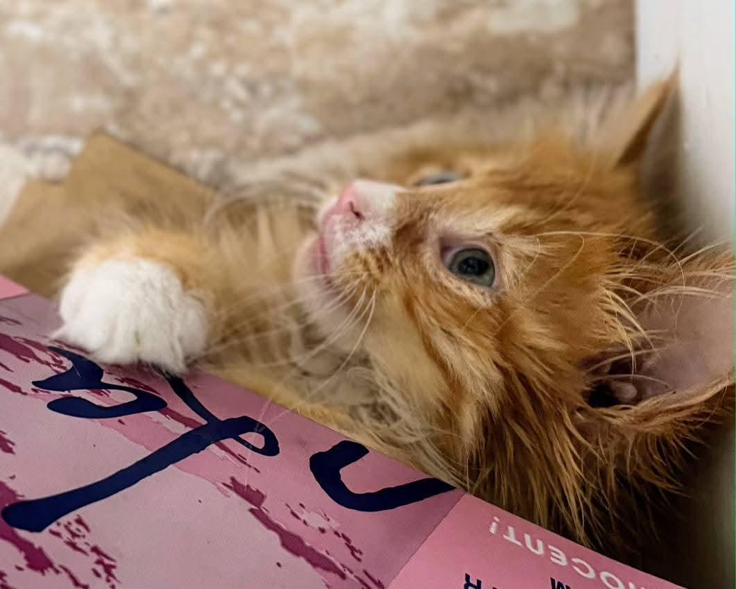 Ginger Fluff, a Adopted Domestic Long Hair in Sawyer, ND image 5/6