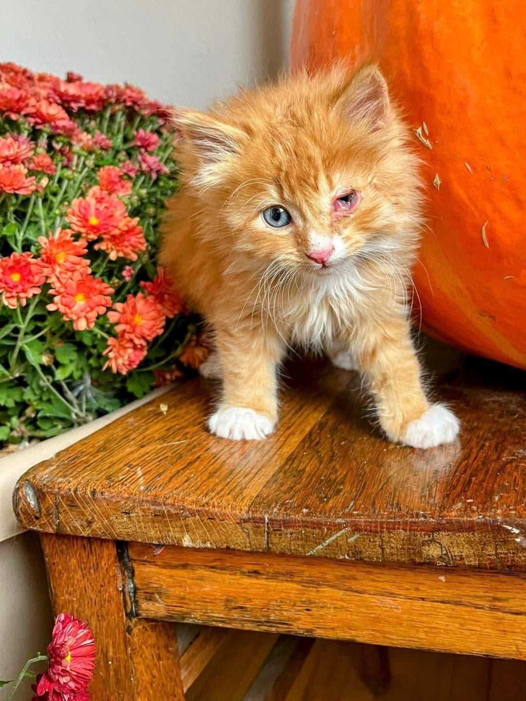 Ginger Fluff, an adoptable Domestic Long Hair in Sawyer, ND, 58781 | Photo Image 5