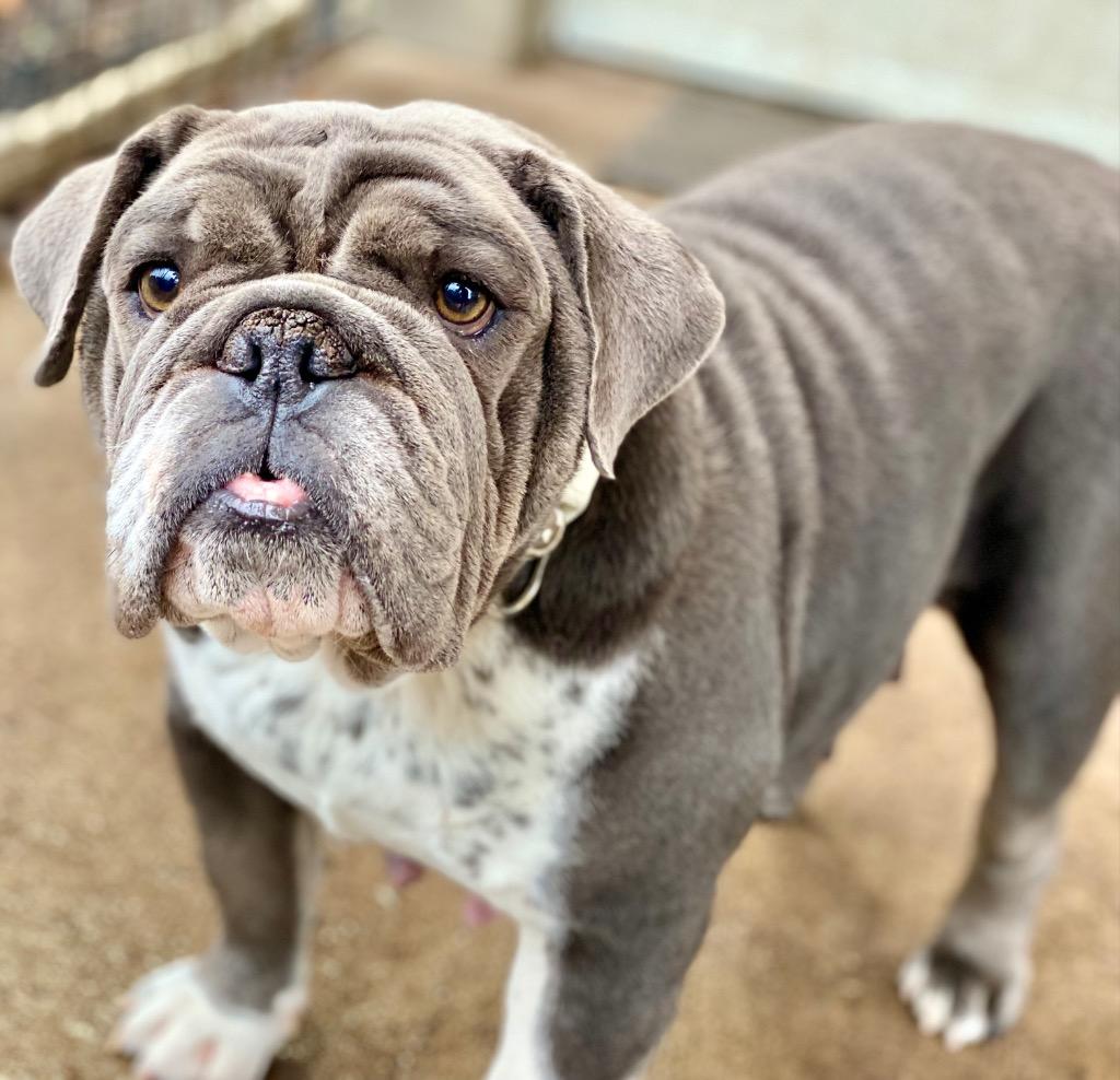 Enlarge Gladys, a Adoptable English Bulldog in Urbandale, IA image 1/3
