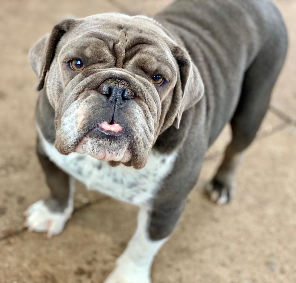 Enlarge Gladys, a Adoptable English Bulldog in Urbandale, IA image 2/3