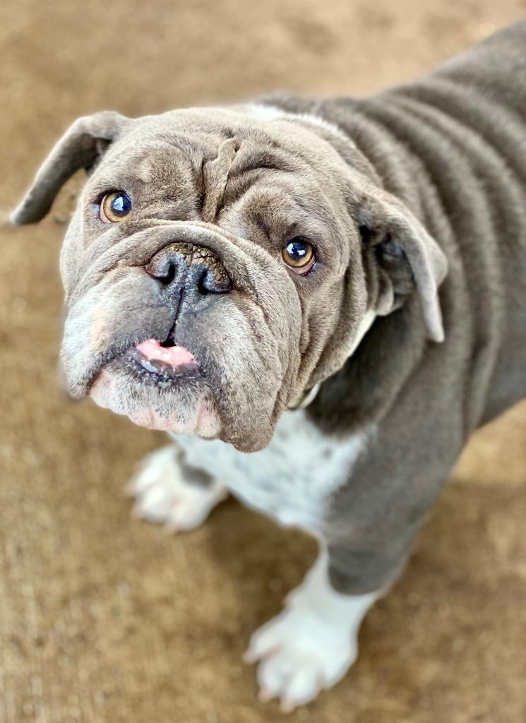 Enlarge Gladys, a Adoptable English Bulldog in Urbandale, IA image 3/3
