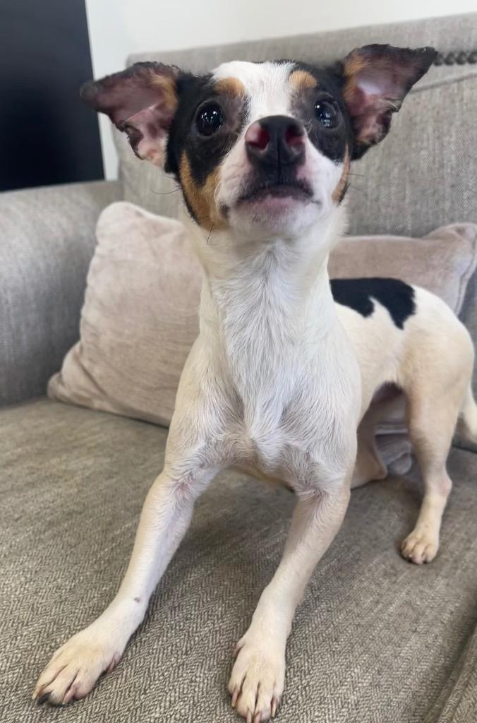 Munchkin, Adoptable, Young Female Mixed Breed.