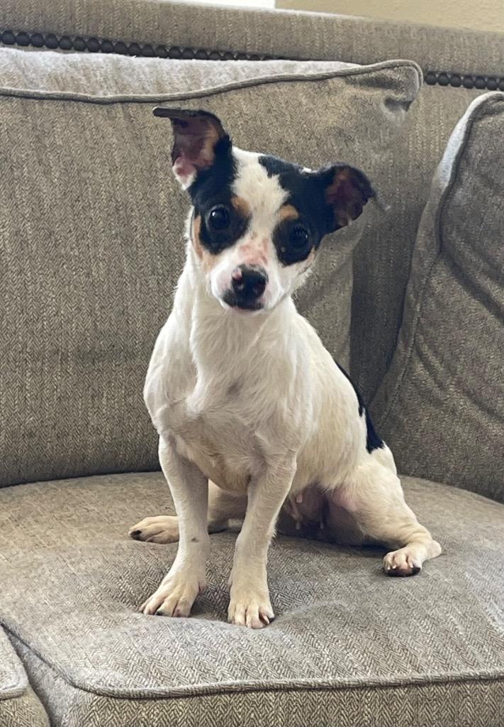 Enlarge Munchkin, a Adoptable mixed breed in Thousand Oaks, CA image 2/2