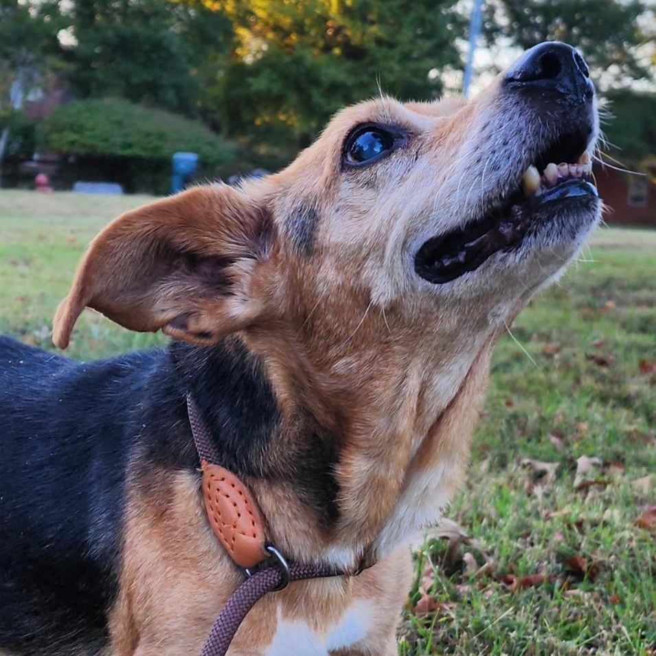 Enlarge Willie Nelson, an adoptable mixed breed in Brentwood, TN image 2/3