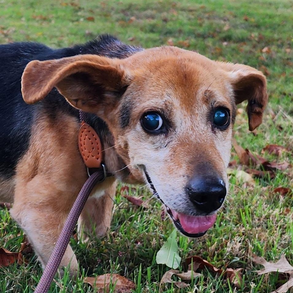 Willie Nelson, adoptable, Senior Male Dachshund & Shepherd.