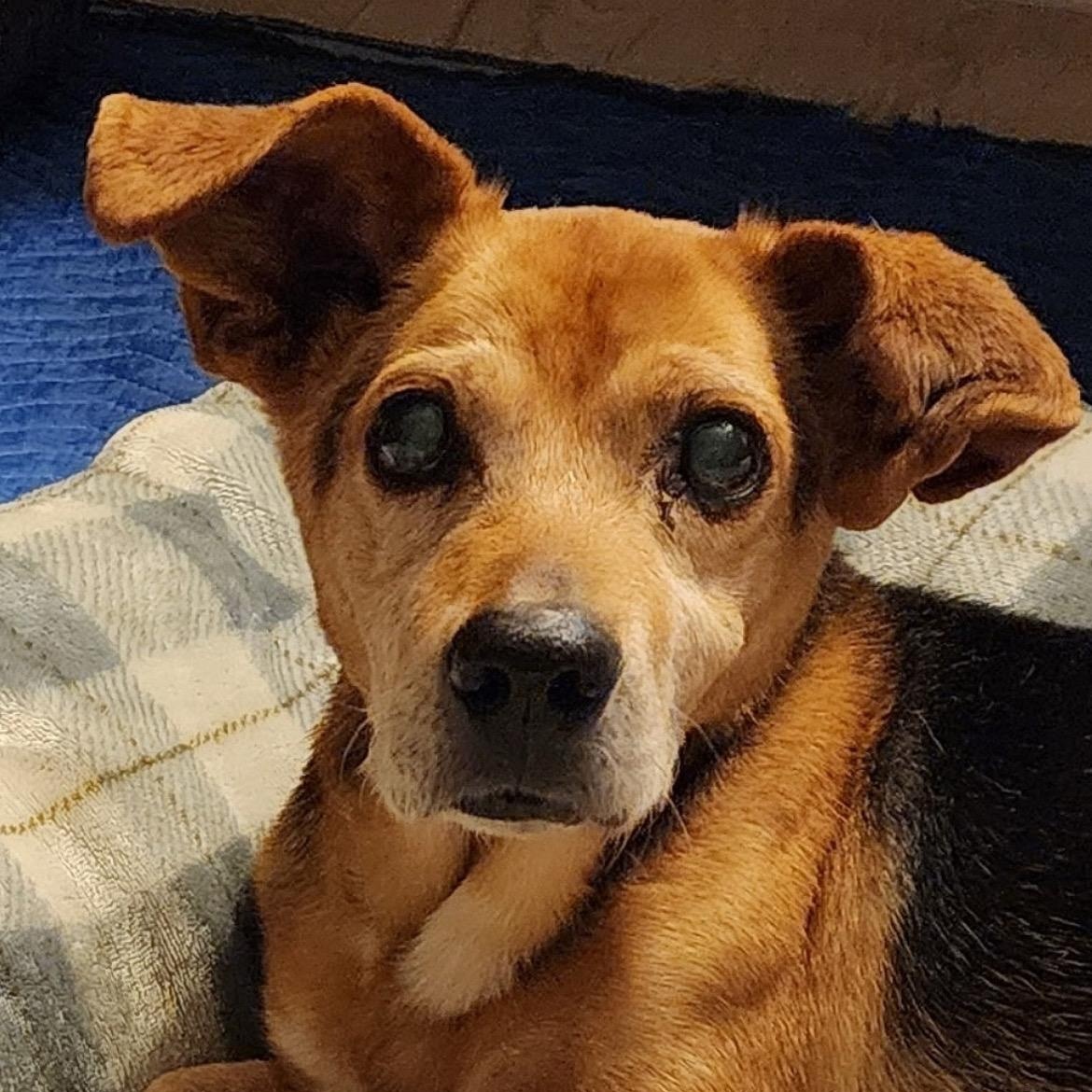 Enlarge Willie Nelson, an adoptable mixed breed in Brentwood, TN image 3/3