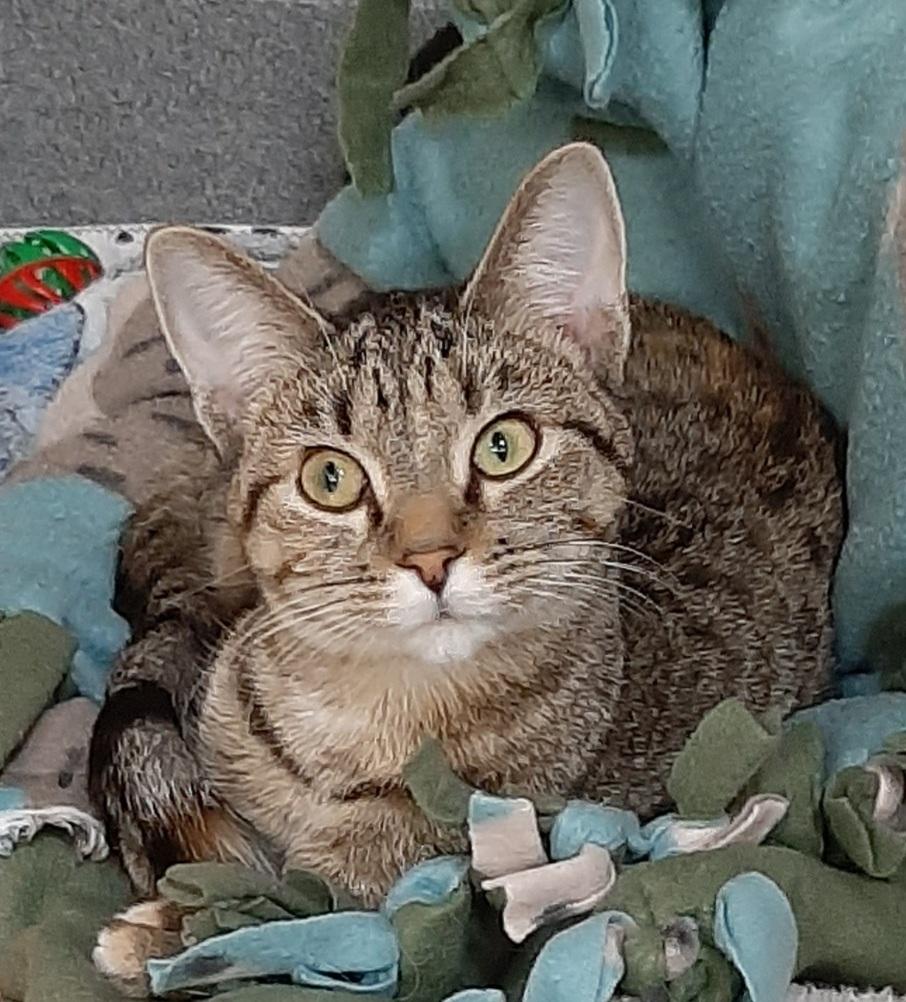 Ophelia, a Adoptable Domestic Short Hair in Tomah, WI image 1/3