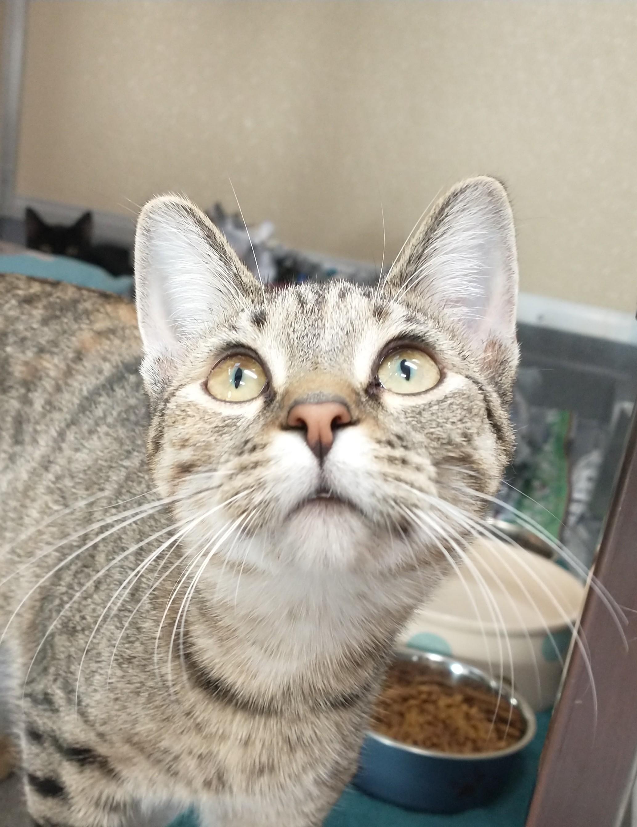 Ophelia, a Adoptable Domestic Short Hair in Tomah, WI image 2/3