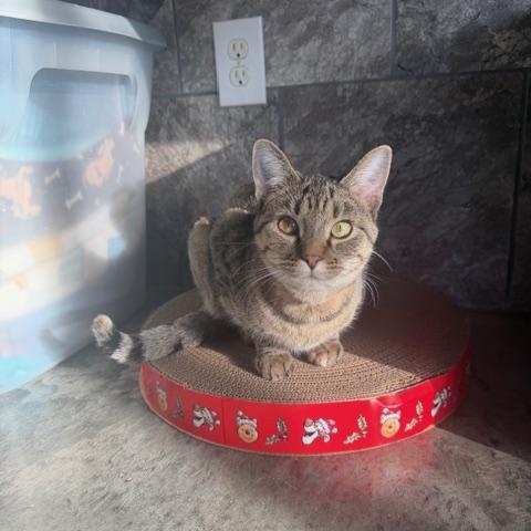 Enlarge Ophelia, a Adoptable Domestic Short Hair in Tomah, WI image 2/4