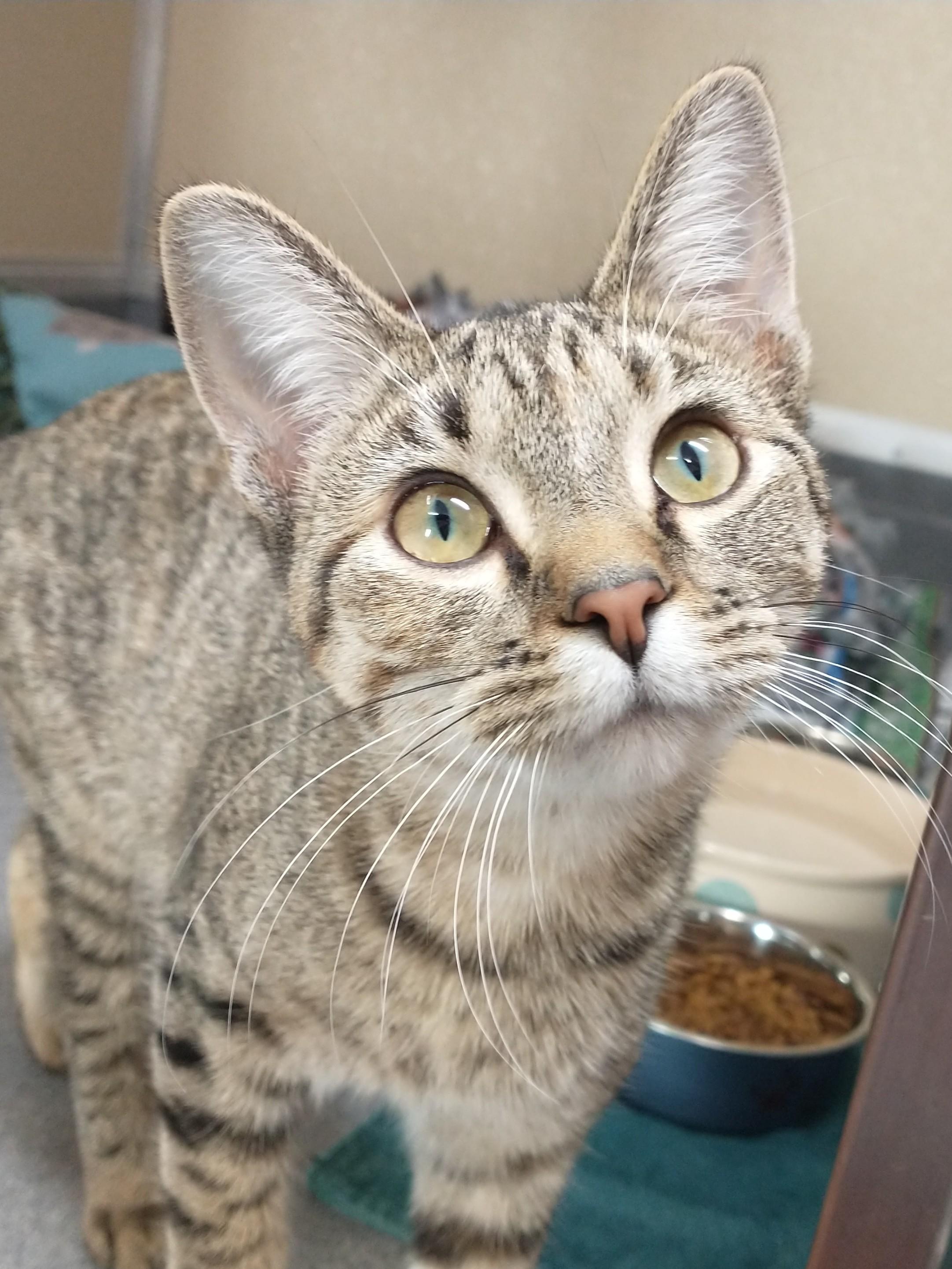 Ophelia, a Adoptable Domestic Short Hair in Tomah, WI image 3/3