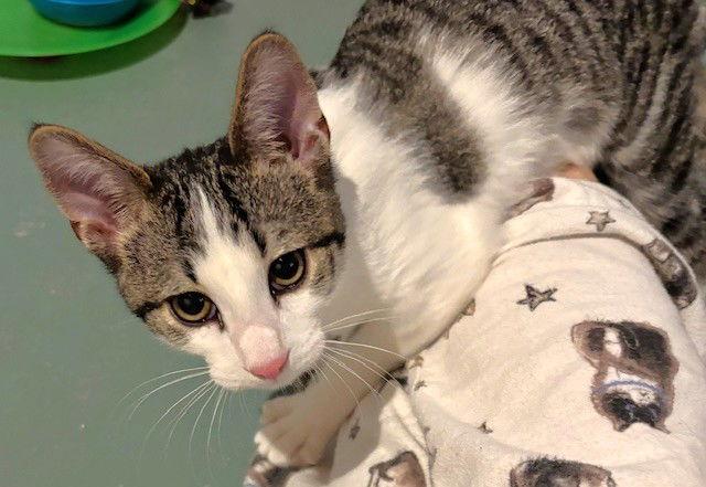 Firestone, Adopted, Kitten Male Domestic Short Hair.